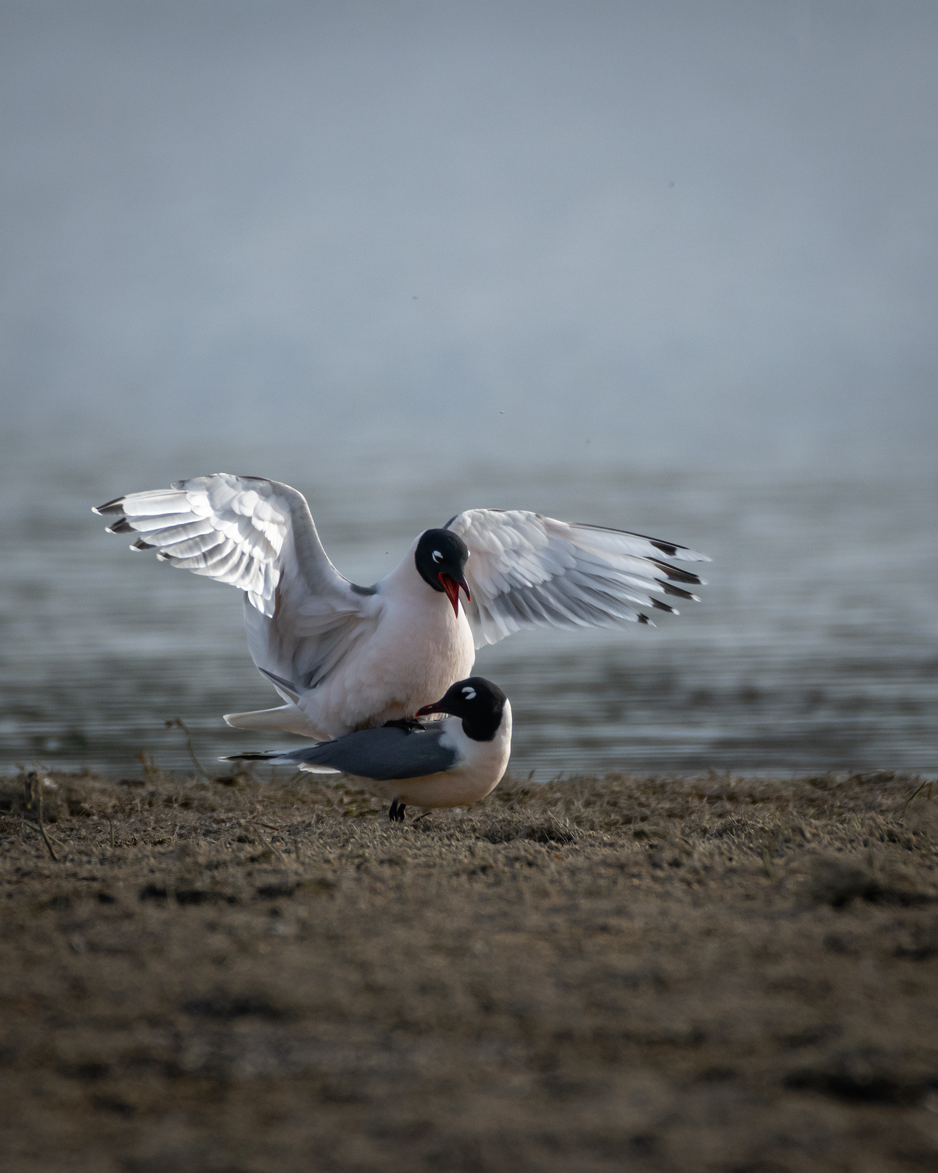 Franklin's Gulls mating, Glenmore Reservoir, North Glenmore Park, Calgary, AB