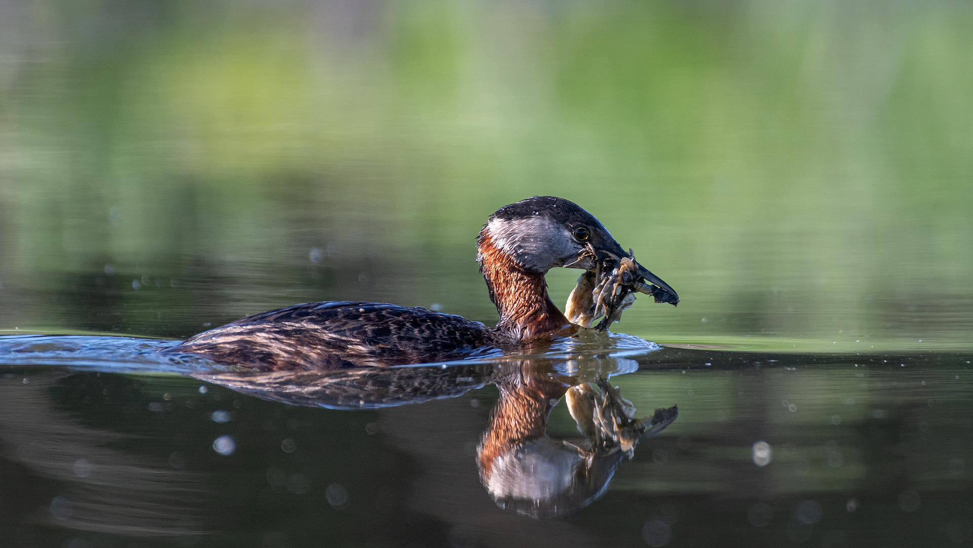 Red-necked Grebe with some nesting material, Marshall Springs ponds, Fish Creek Provincial Park, Calgary, AB