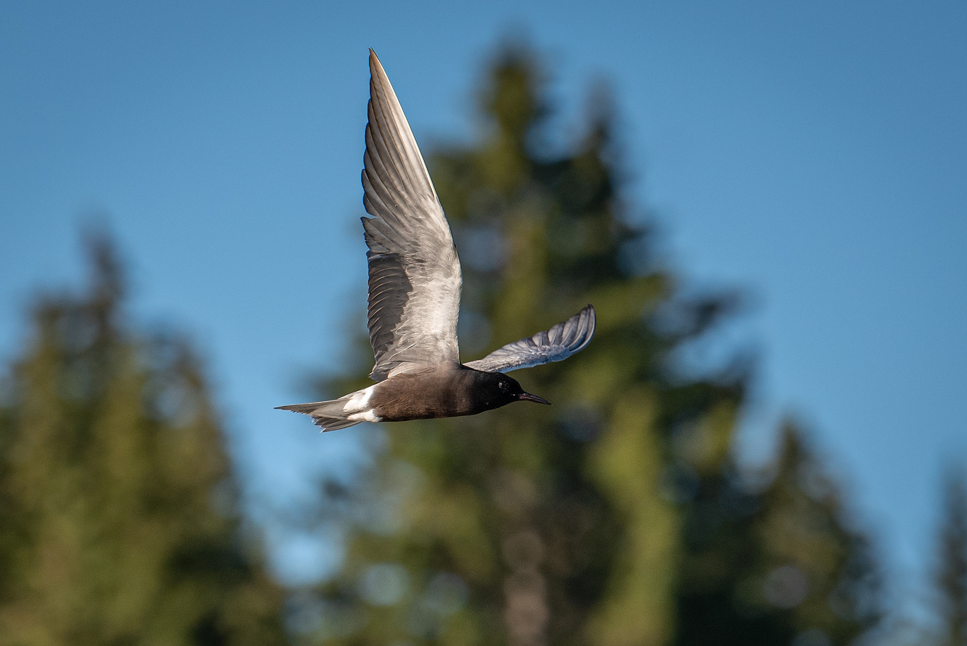 Black Tern (in flight), Marshall Springs ponds, Fish Creek Provincial Park, Calgary, AB