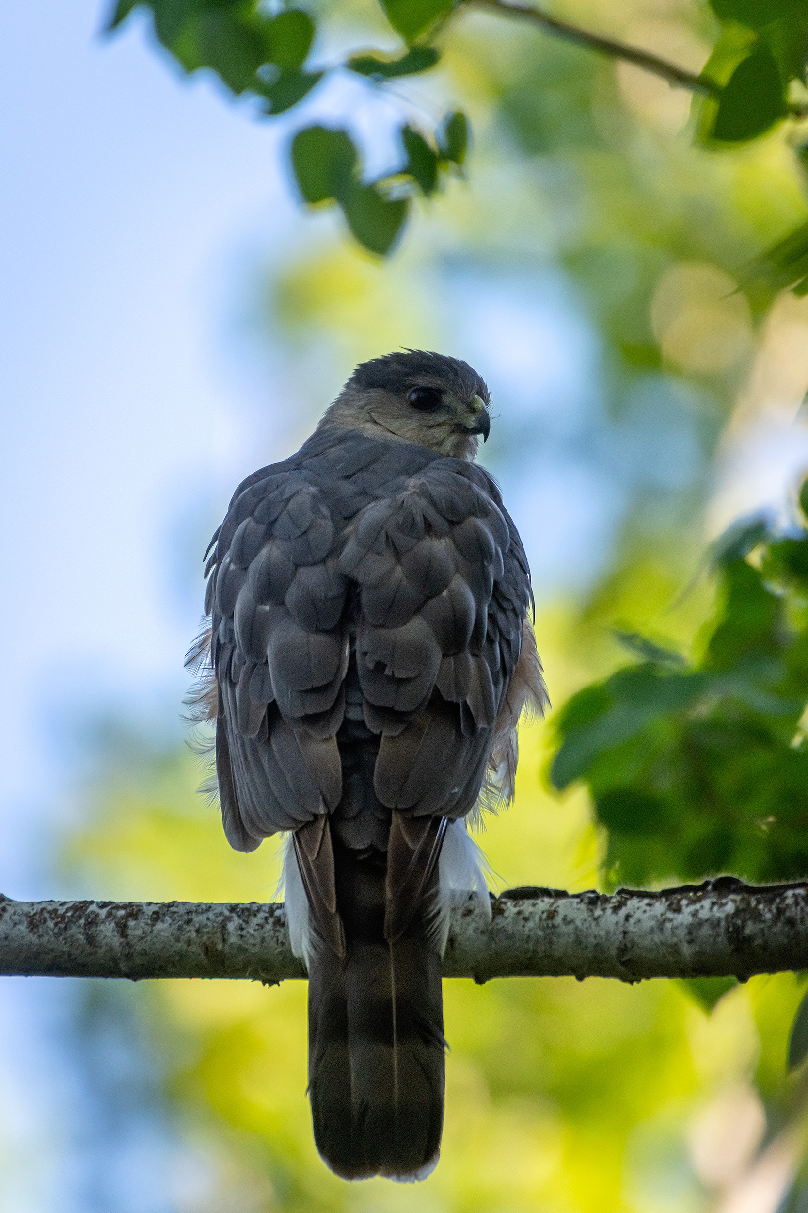 Cooper's Hawk, Marshall Springs, Fish Creek Provincial Park, Calgary, AB