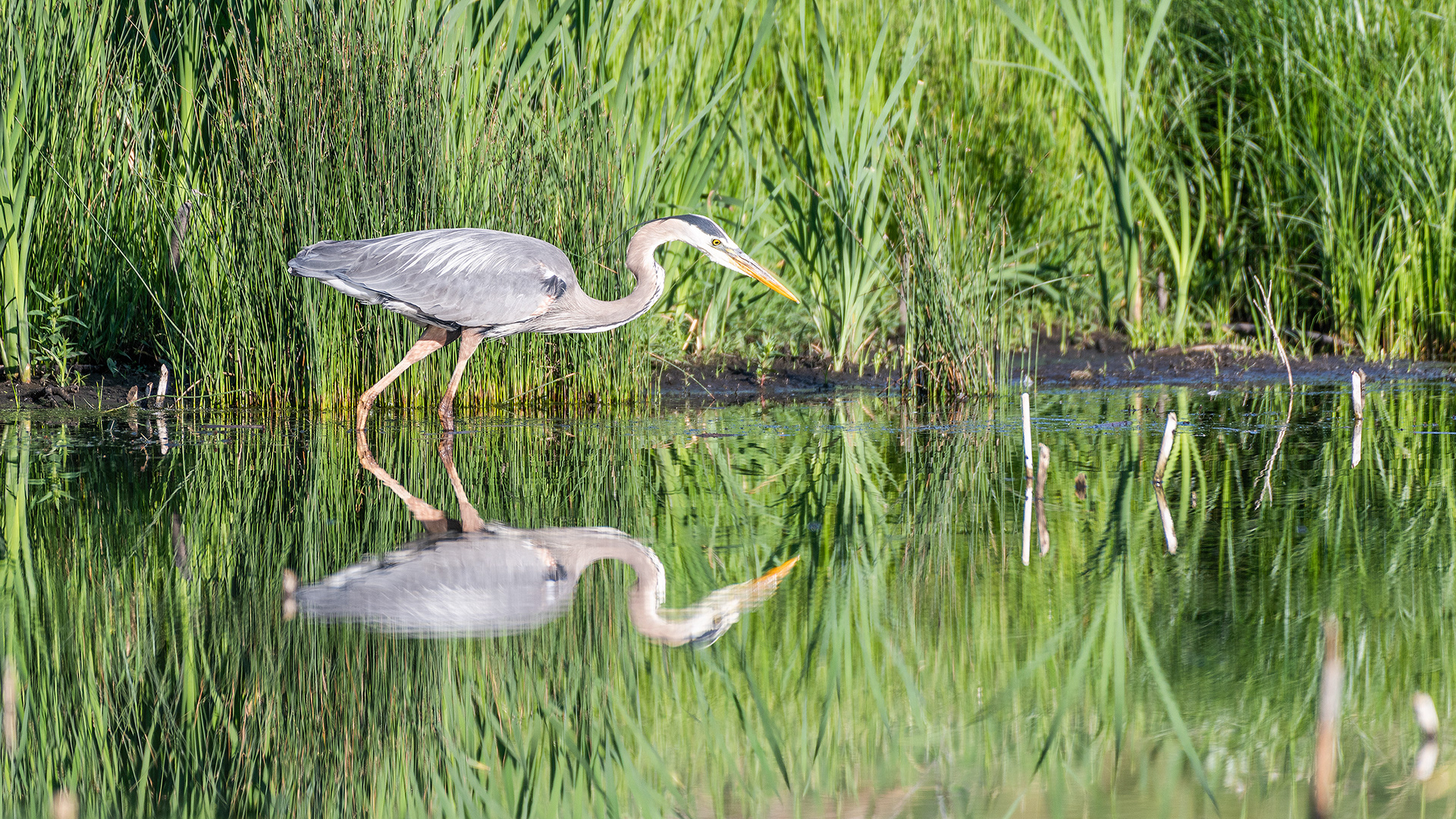 Great Blue Heron fishing, Marshall Springs - Fish Creek Prov. Park, Calgary, AB