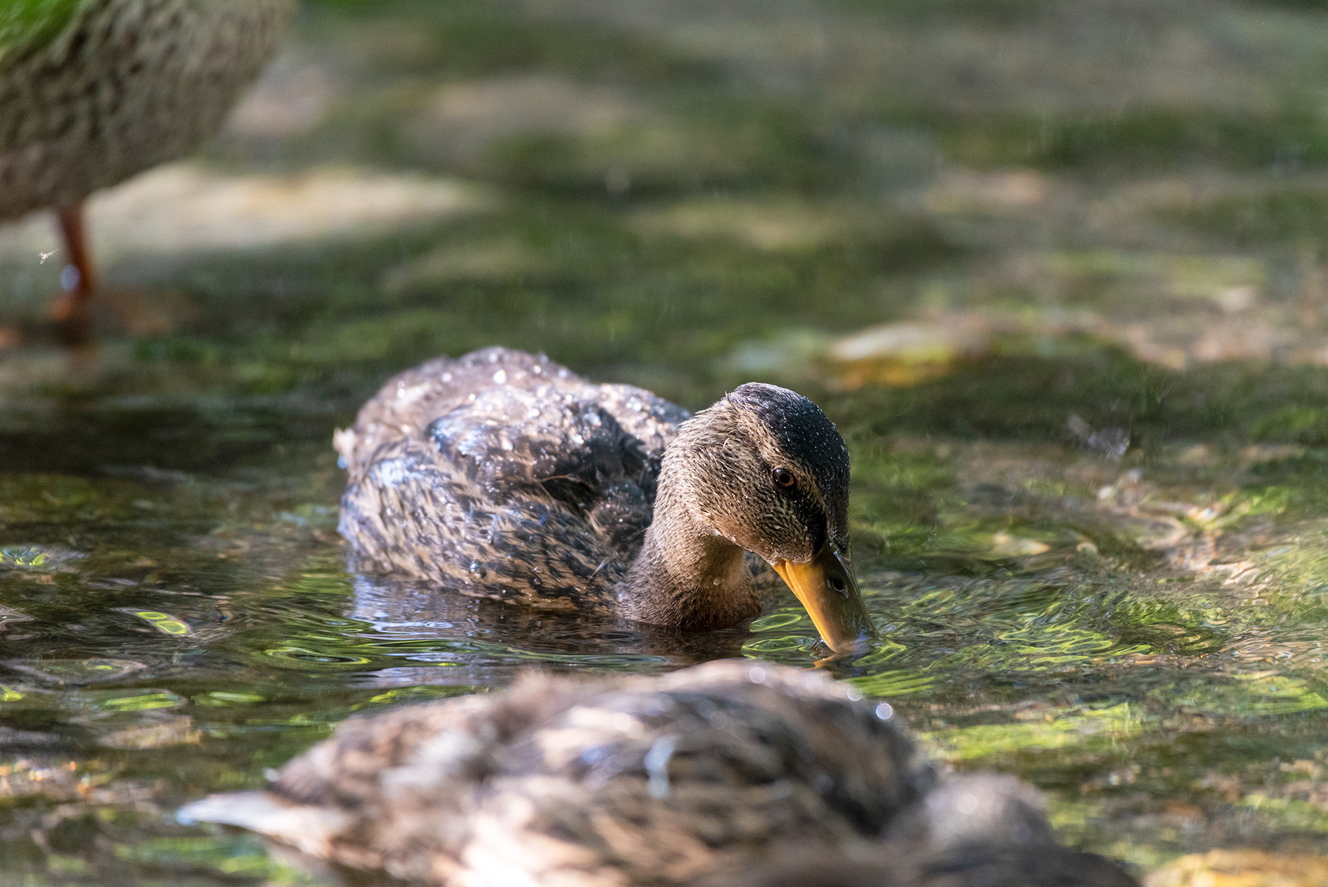 ducklings, Bridlewood Wetlands Park, Calgary, Alberta