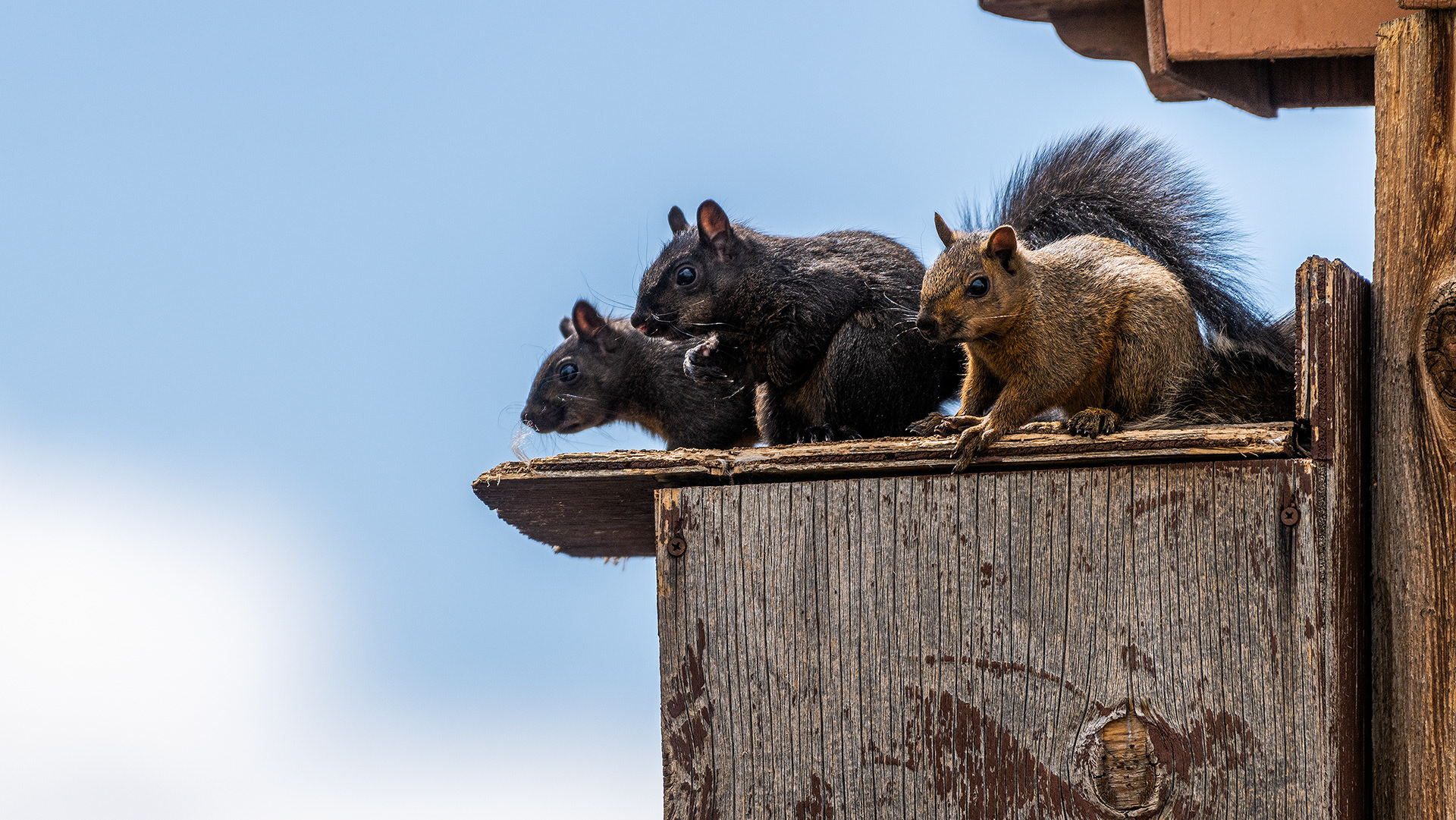 Squirrel family atop a commandeered birdhouse at Bridlewood Wetlands Park, Calgary, Alberta