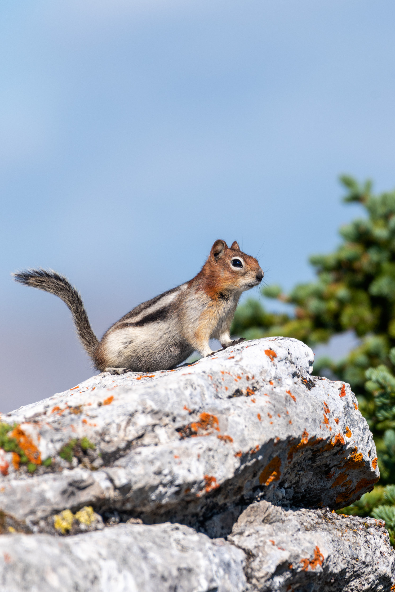 Chipmunk