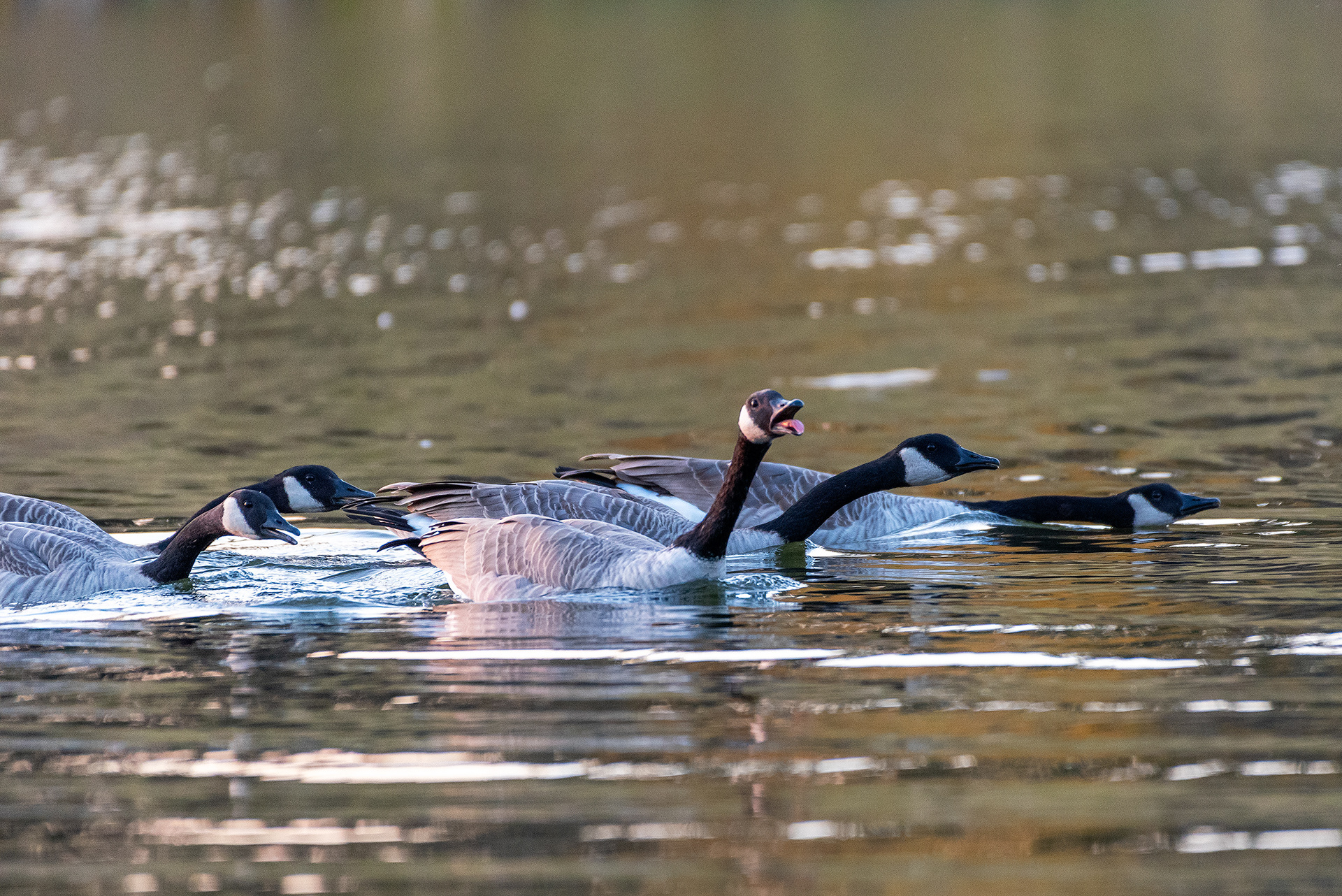 Canada Geese at the Marshall Springs ponds in Fish Creek Provincial Park