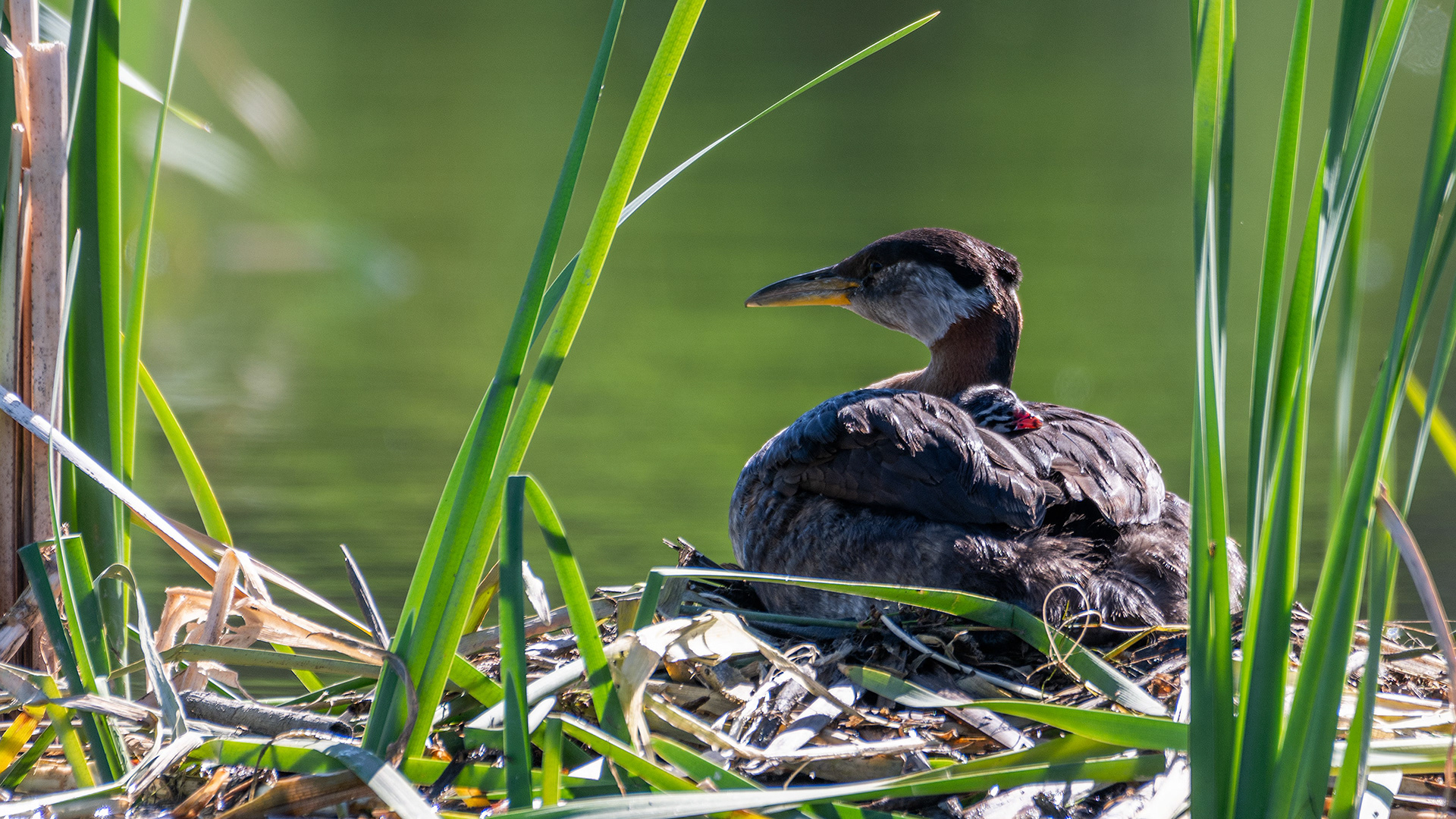 Red-necked Grebe (female) and her newly hatched chick at their nest, Marshall Springs - Fish Creek Prov. Park, Calgary, AB