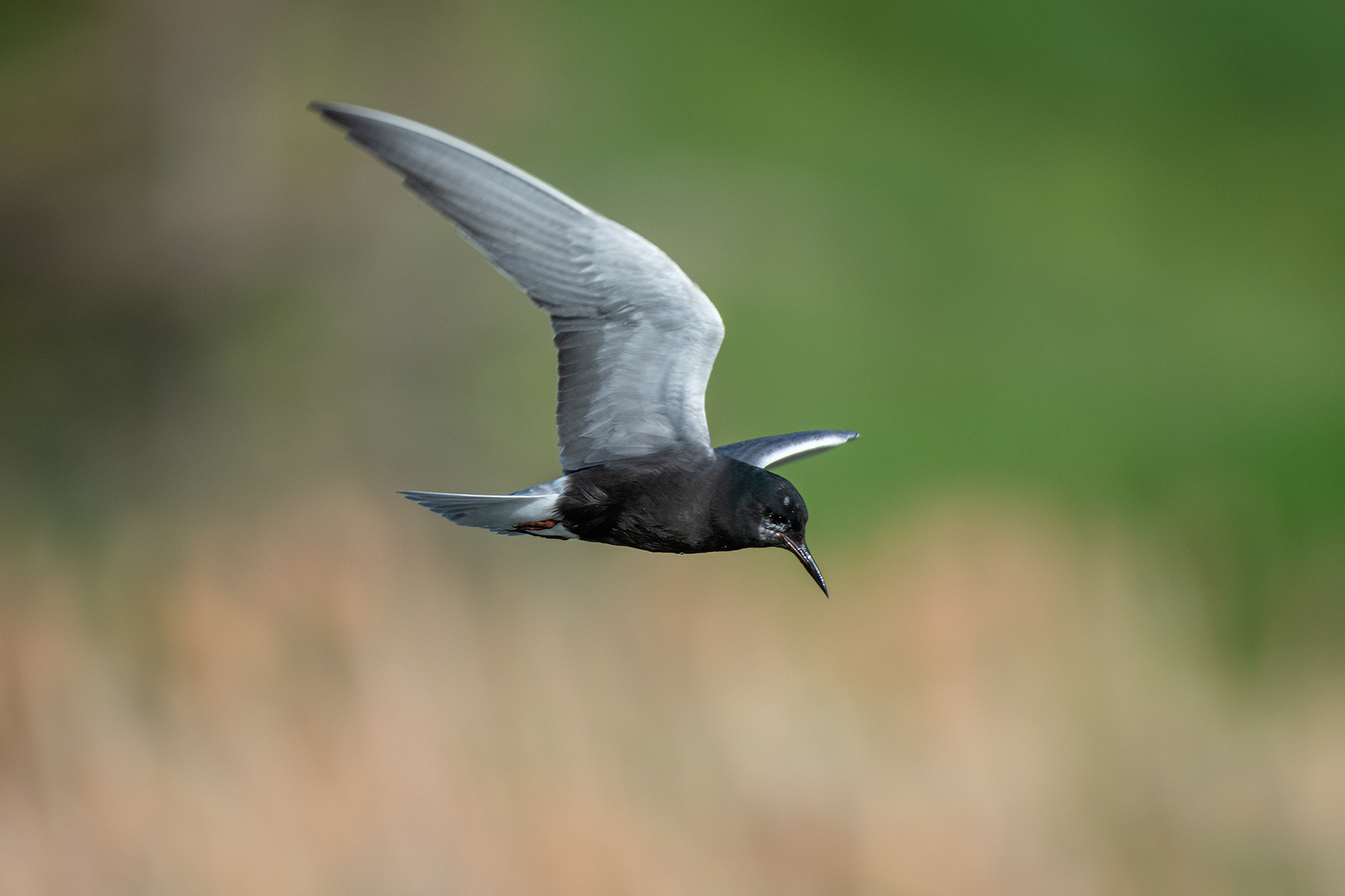Black Tern (in flight), Marshall Springs ponds, Fish Creek Provincial Park, Calgary, AB