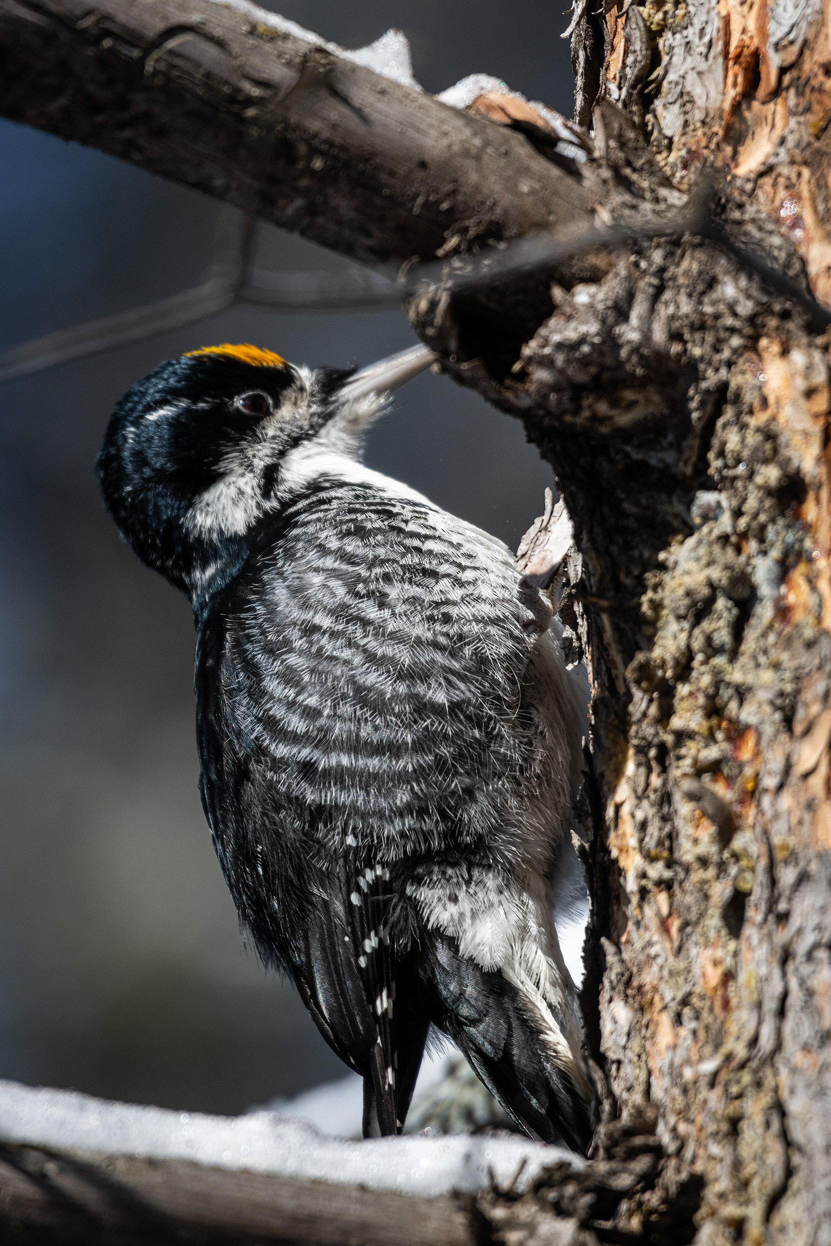 Black-backed Woodpecker (male), near the Marshall Springs area of Fish Creek Provincial Park, Calgary, AB