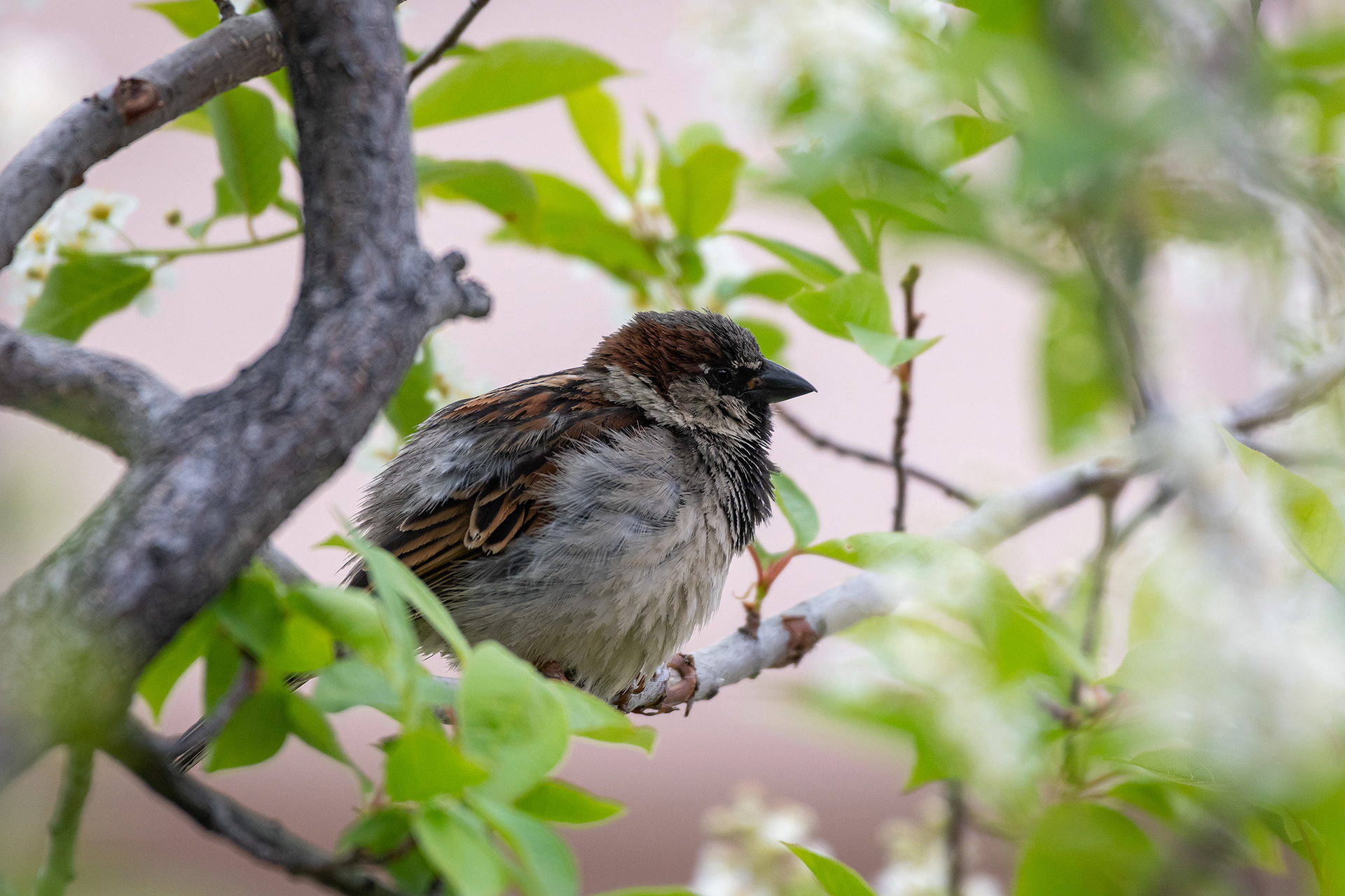House Sparrow (male), Bridlewood, Calgary, AB