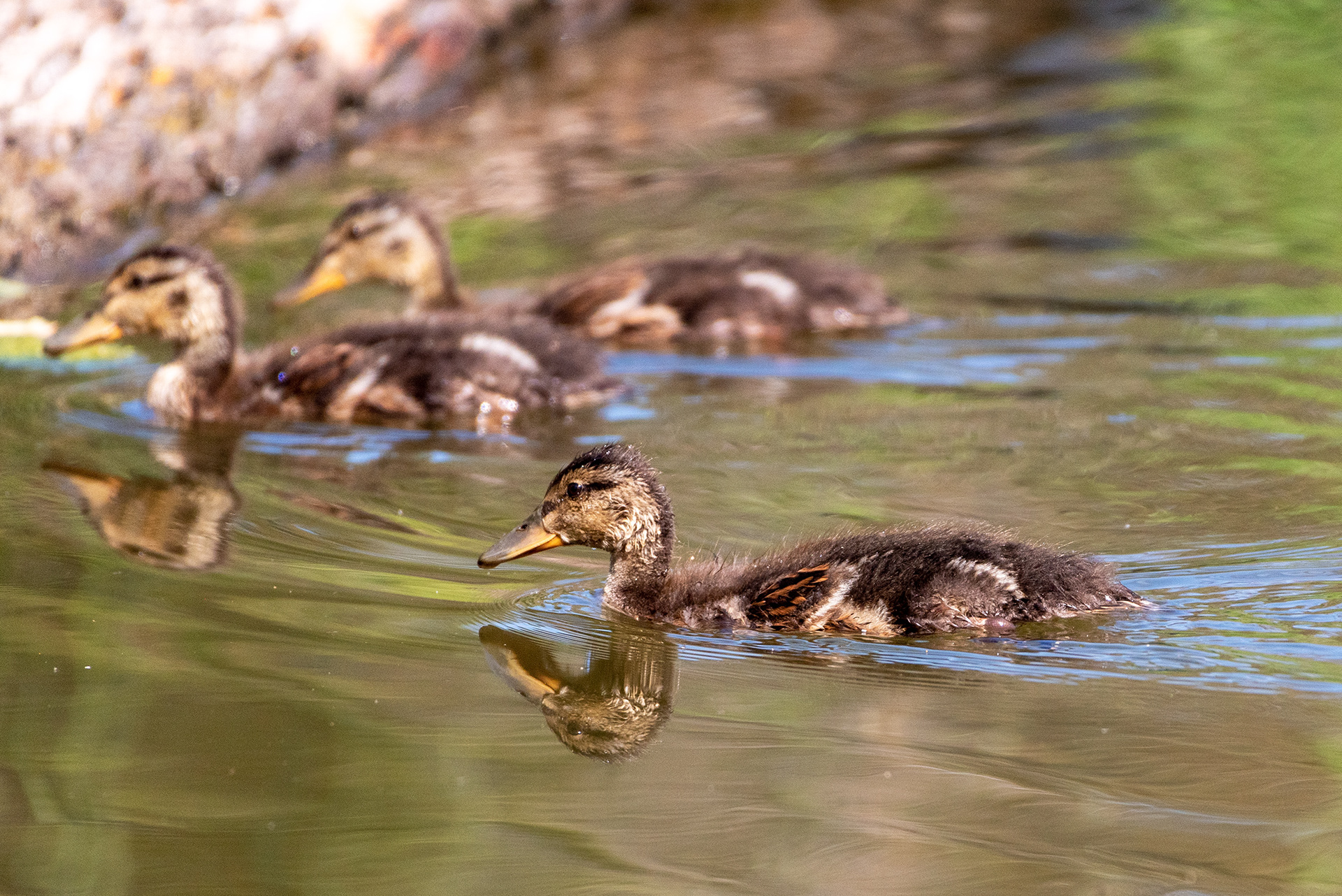 Mallard ducklings
