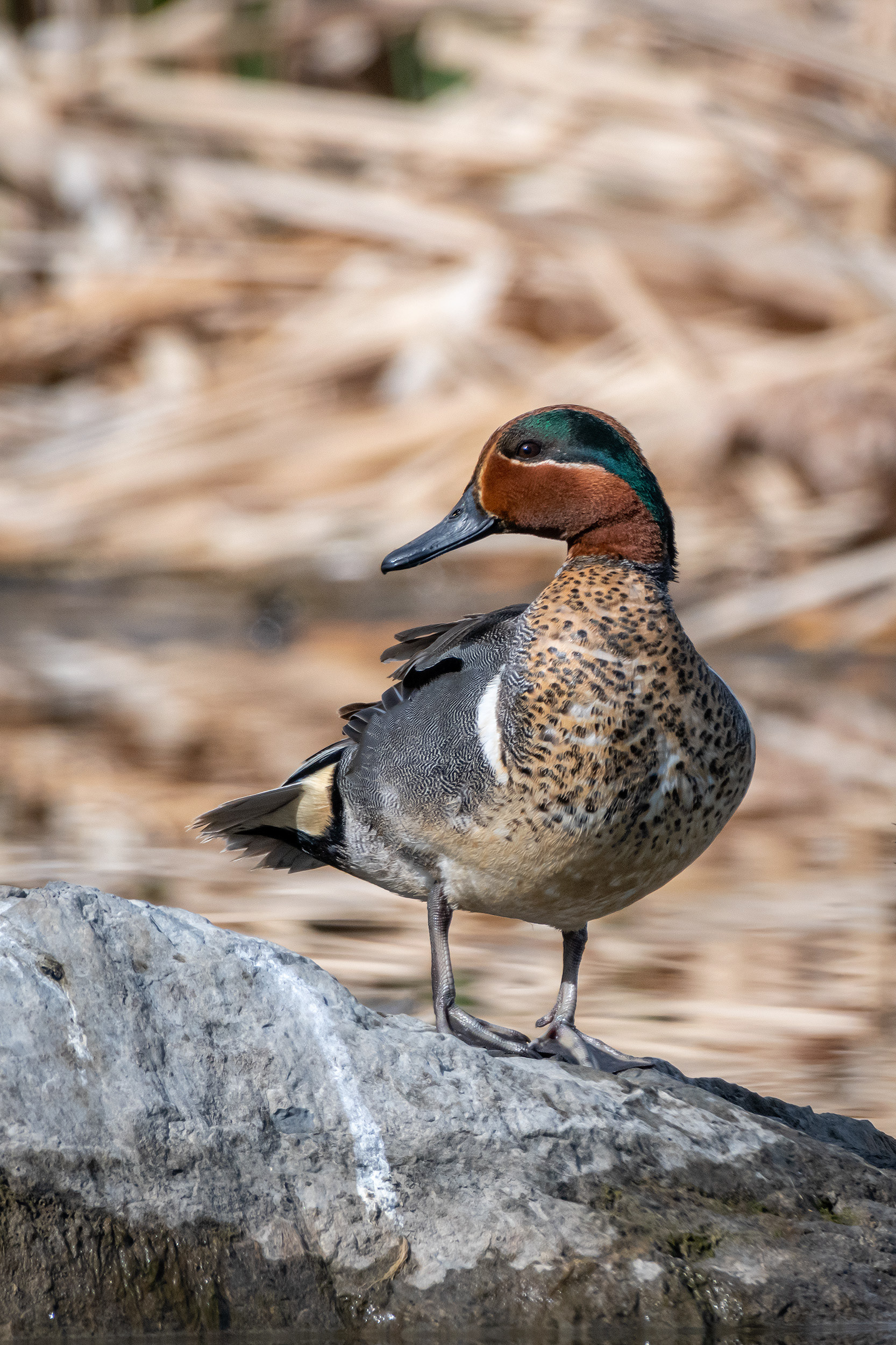 Green-winged Teal (male), Marshall Springs, Fish Creek Provincial Park, Calgary, AB