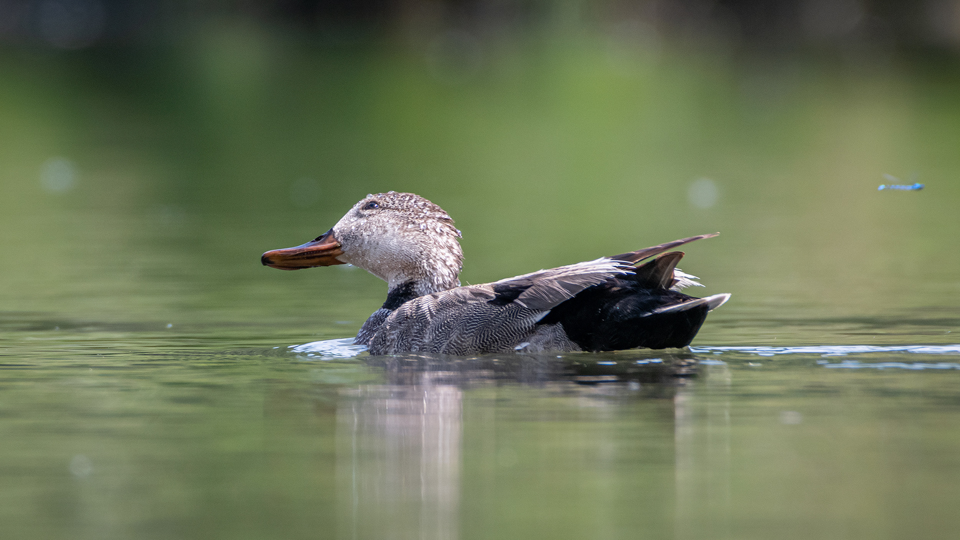 Gadwall (female), Marshall Springs ponds, Fish Creek Provincial Park, Calgary, AB