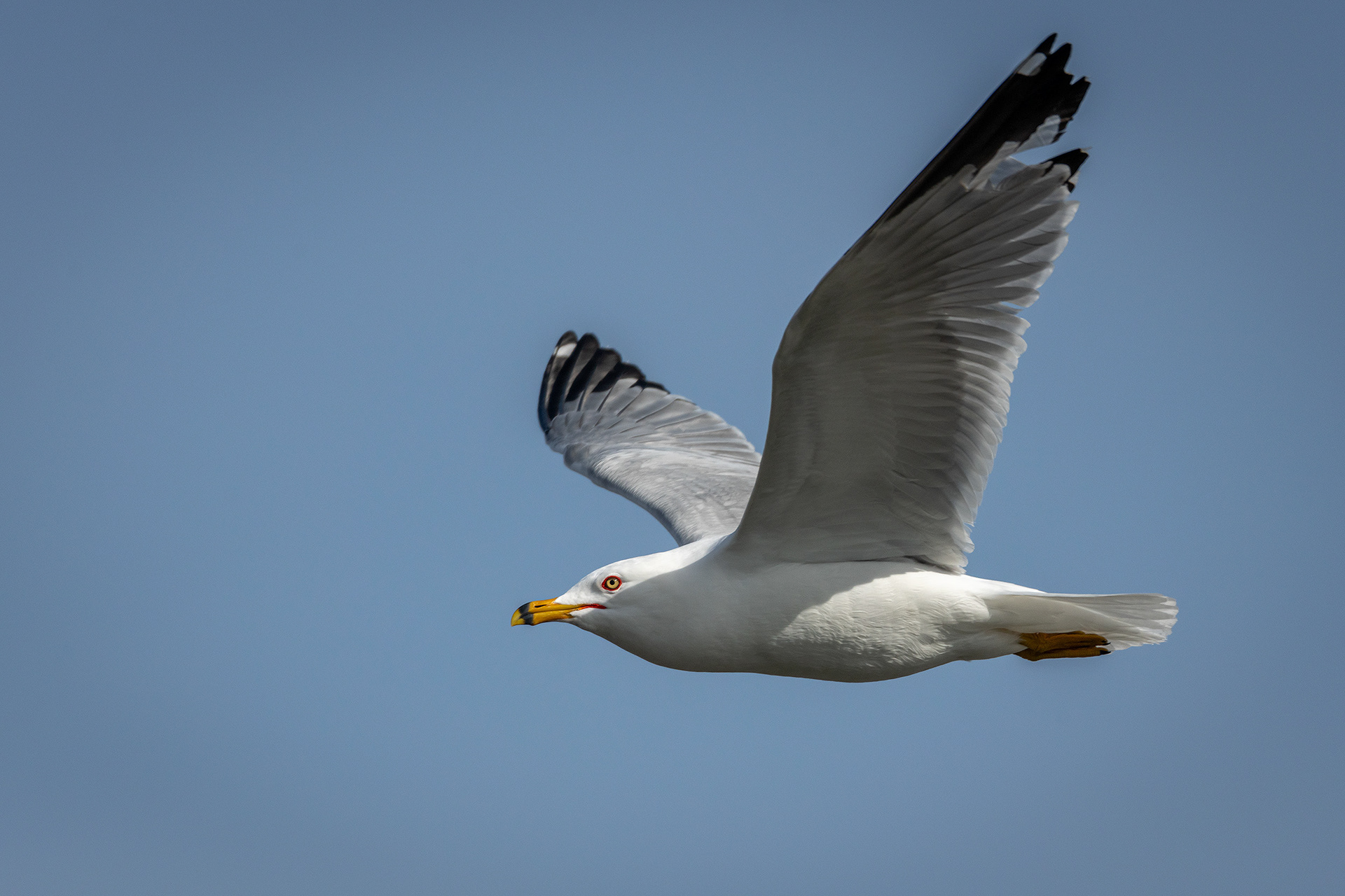 Ring-billed Gull (in flight), near the Harvie Passage of the Bow River, Pearce Estate Park, Calgary, AB
