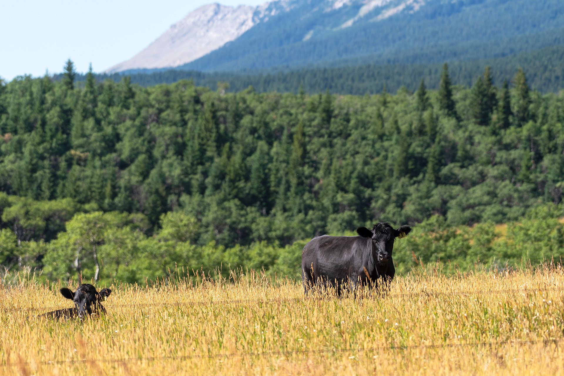 Angus cattle