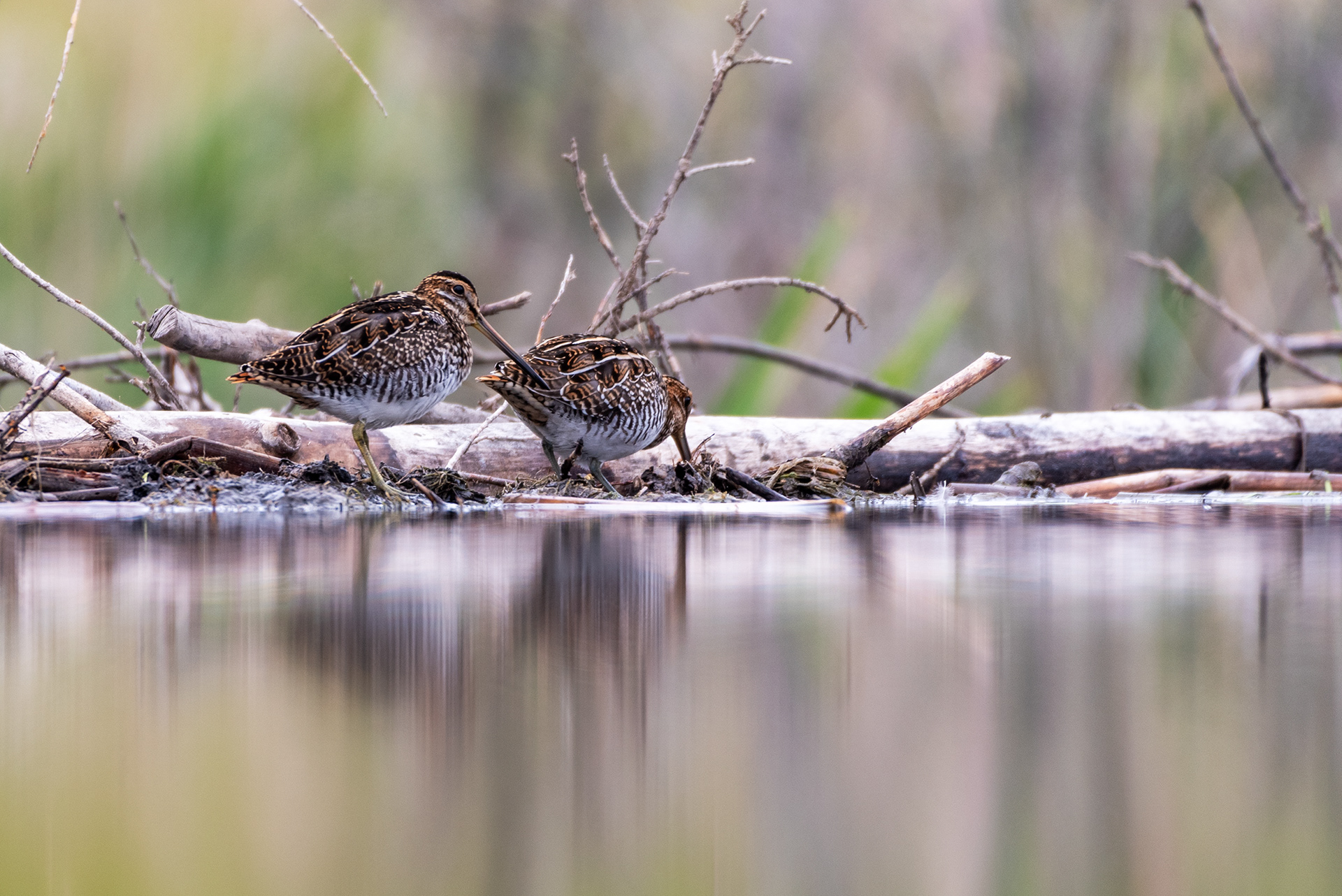 Snipe birds at the Marshall Springs ponds in Fish Creek Provincial Park