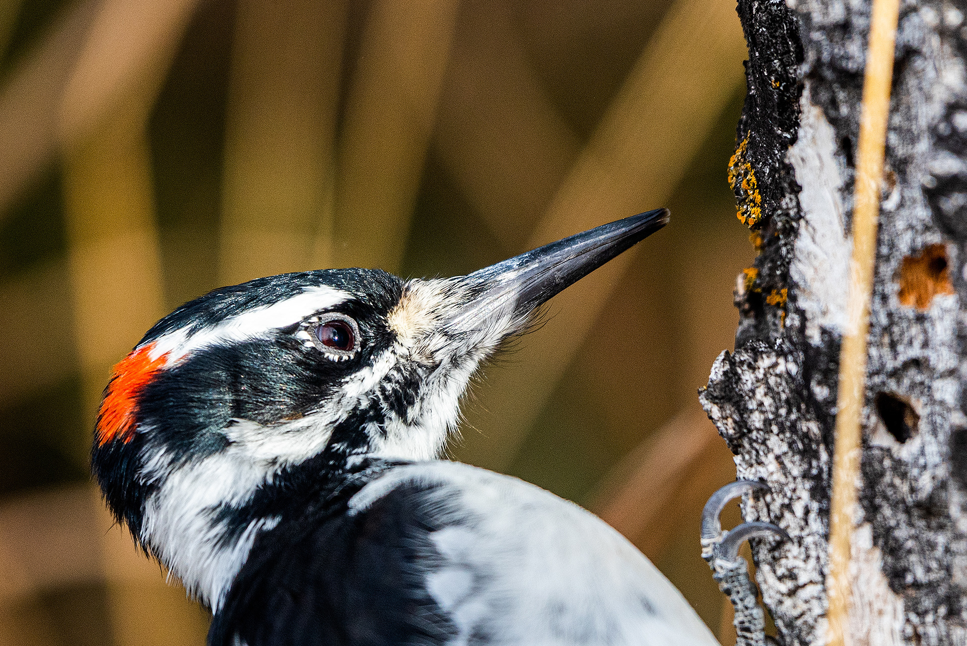 Hairy Woodpecker (male) near the Marshall Springs ponds in Fish Creek Provincial Park