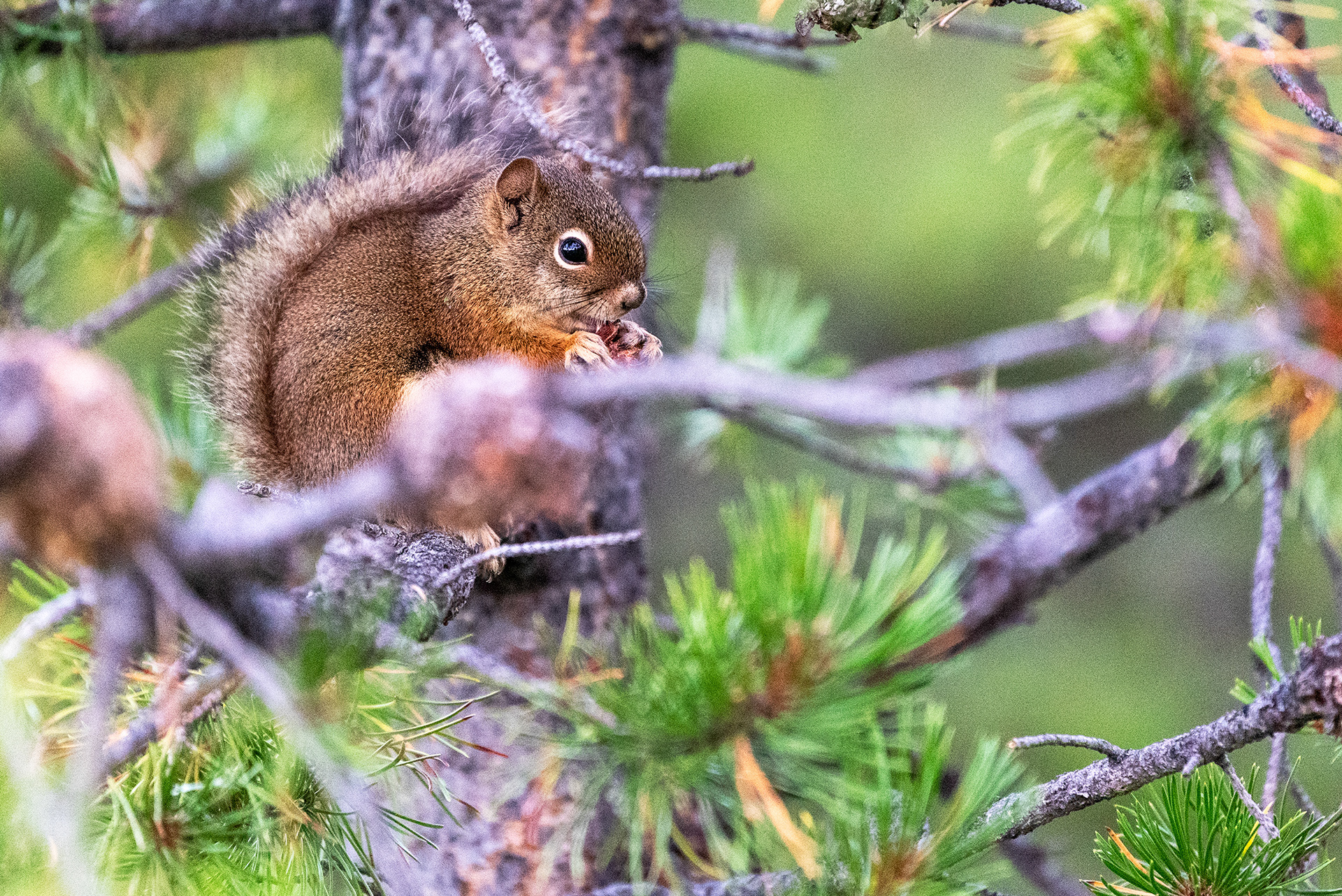 Squirrel nibbling away on something (quite the little fang shown)