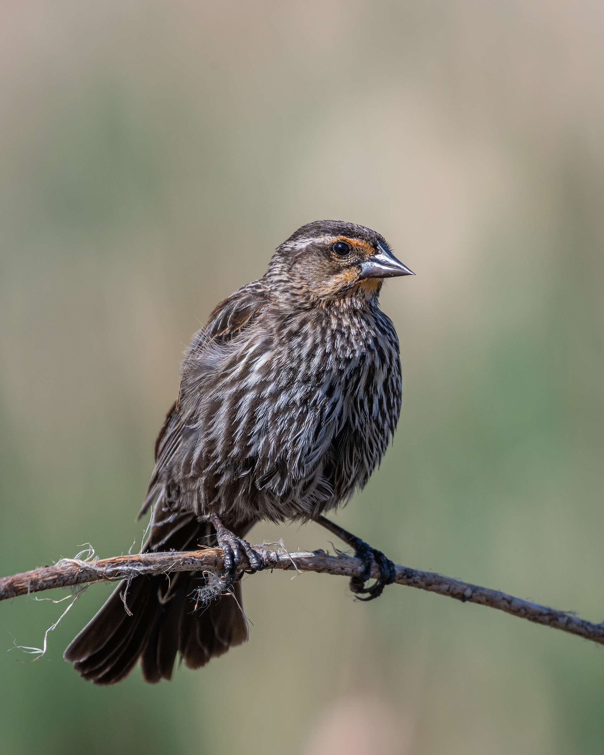 Red-winged Blackbird (female), Marshall Springs ponds, Fish Creek Provincial Park, Calgary, AB
