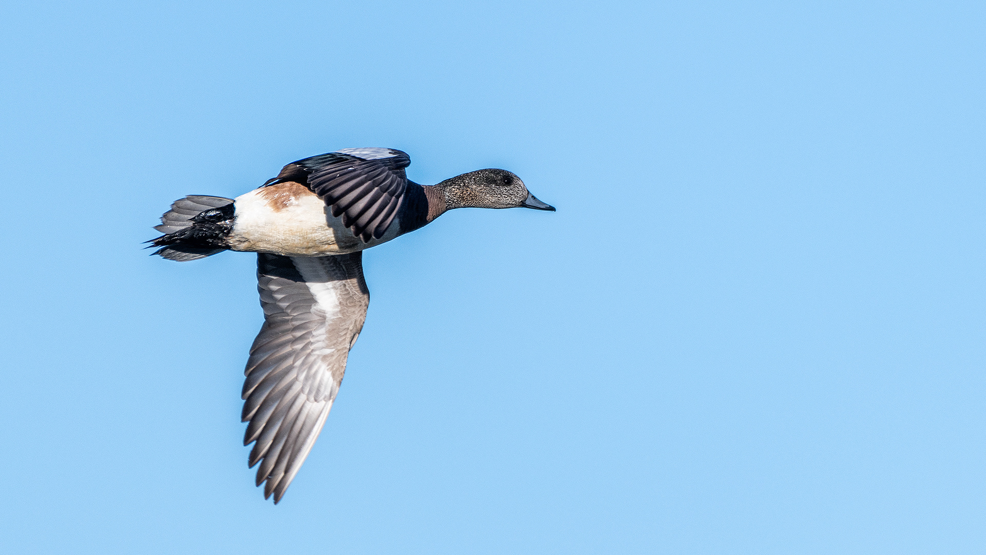 American Wigeon in flight, Marshall Springs, Fish Creek Prov. Park, Calgary, AB