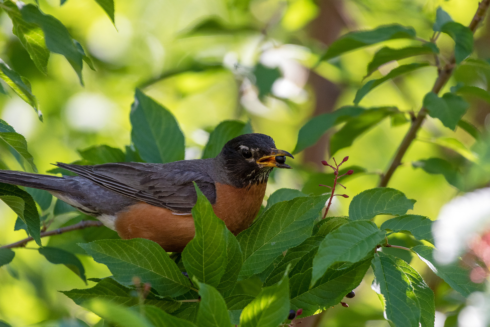 American Robin with a berry in his bill
