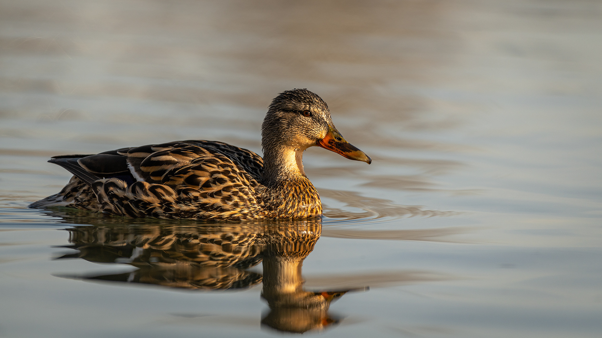 Mallard (female), near the Harvie Passage of the Bow River, Pearce Estate Park, Calgary, AB