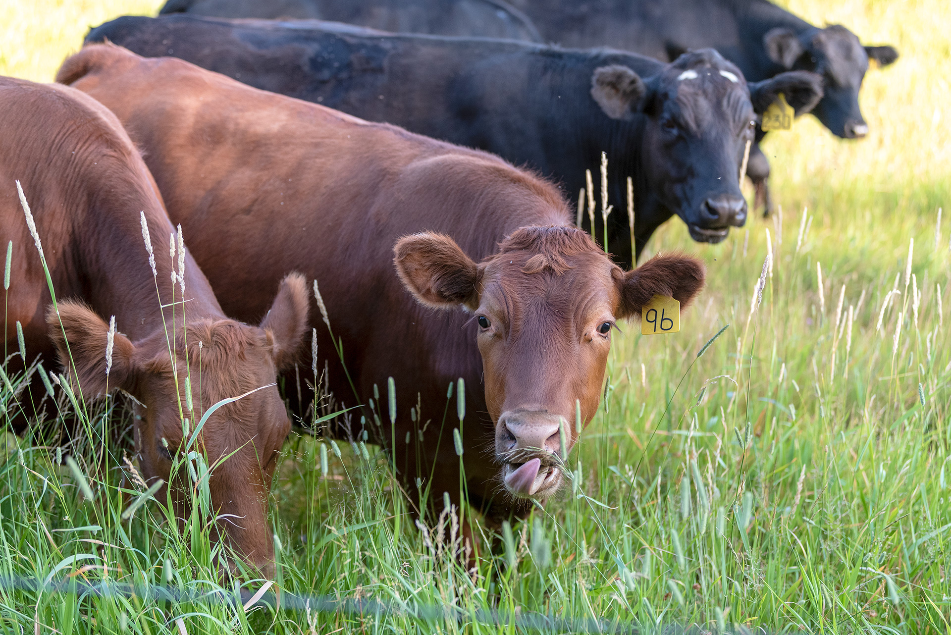 Angus cattle