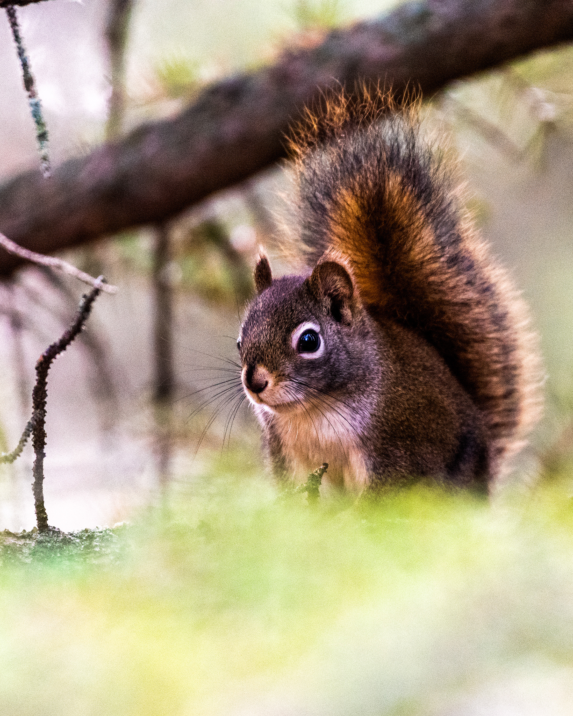 Red Squirrel near the Marshall Springs ponds in Fish Creek Provincial Park