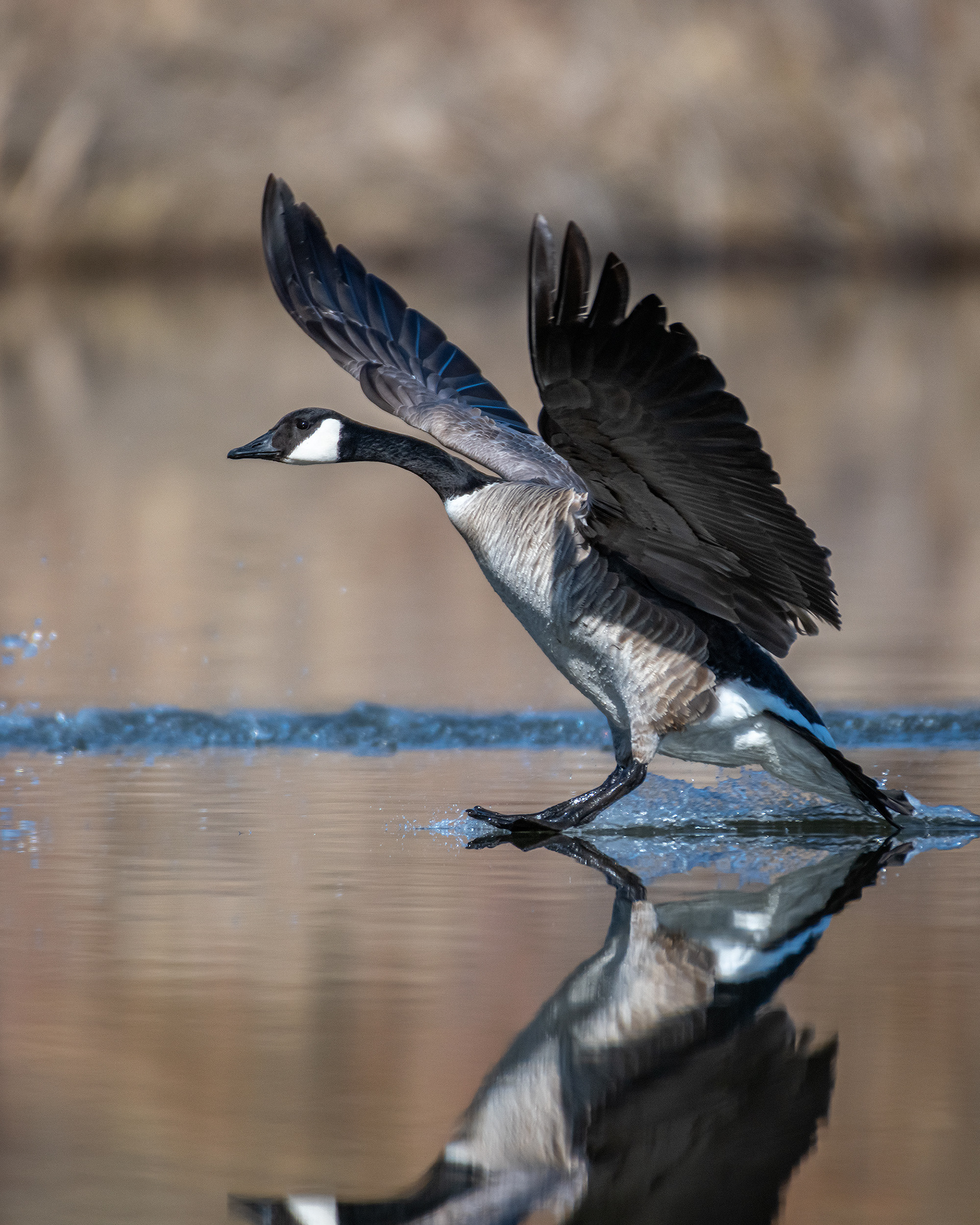 Canada Goose, Marshall Springs, Fish Creek Provincial Park, Calgary, AB