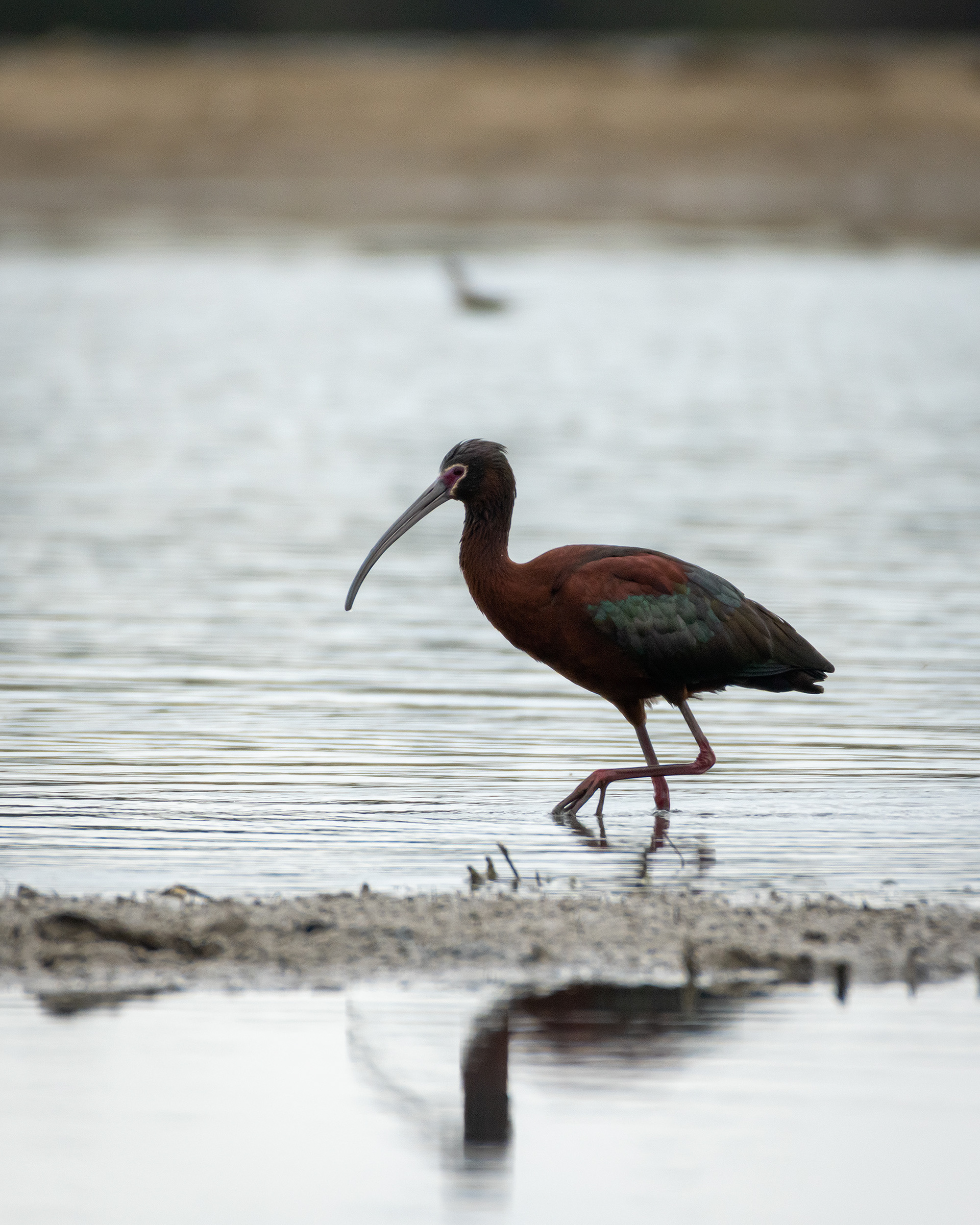 White-faced Ibis, Glenmore Reservoir, North Glenmore Park, Calgary, AB