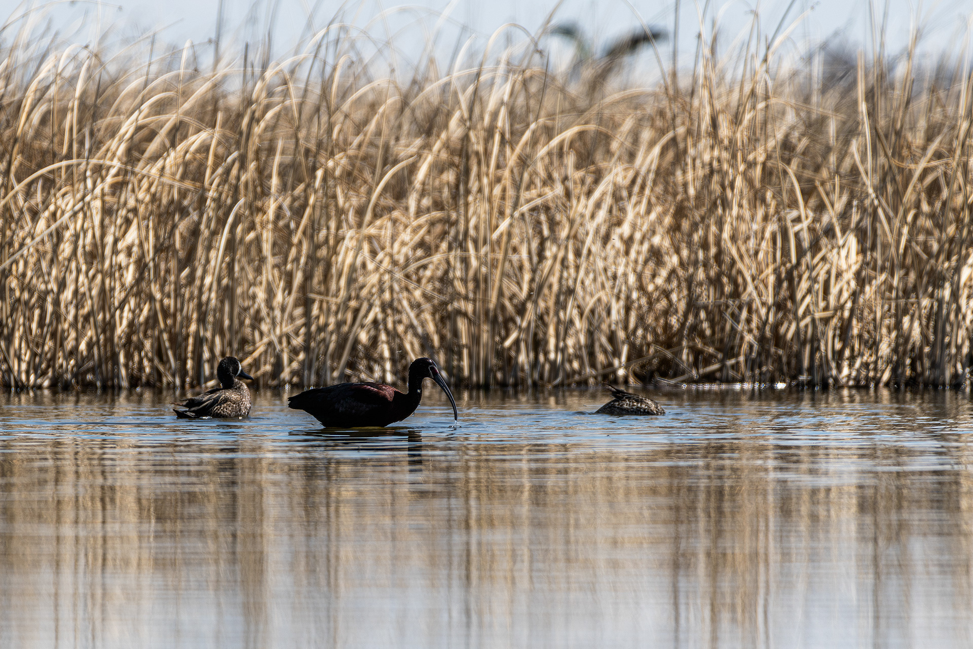 White-faced Ibis and Blue-winged Teal pair, Frank Lake, Alberta