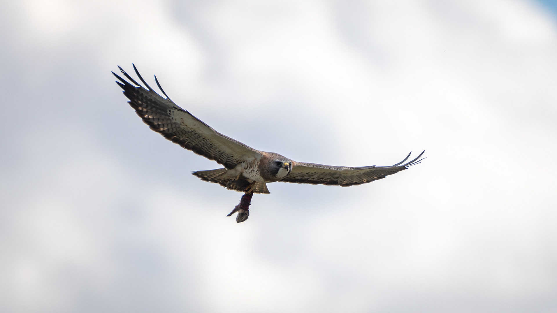 Hawk (in flight), Tom Campbell's Hill Natural Park, Calgary, AB