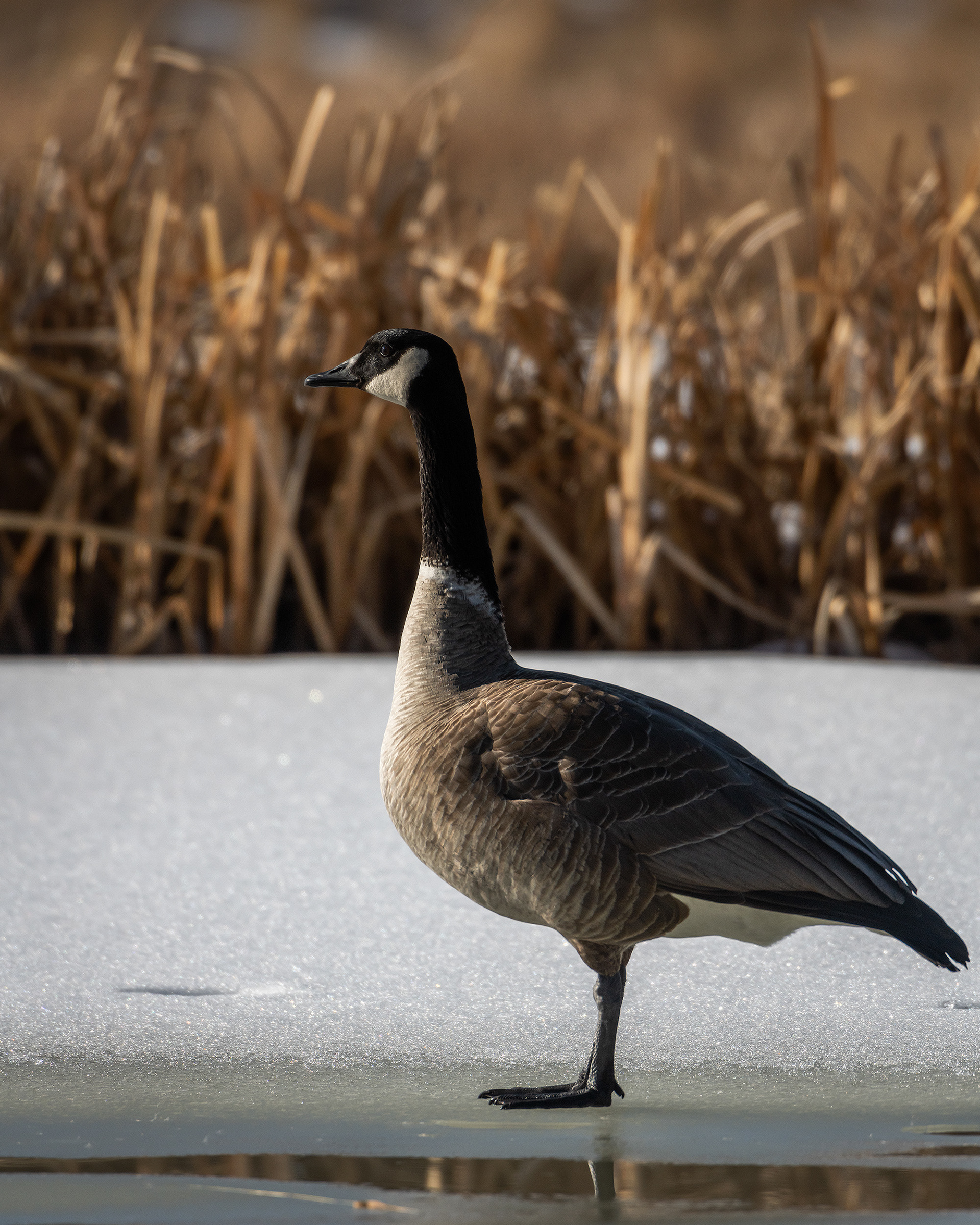 Canada Goose, Marshall Springs, Fish Creek Provincial Park, Calgary, AB