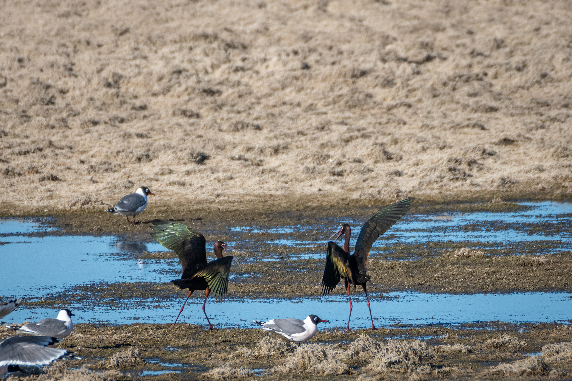 White-faced Ibises, Glenmore Reservoir, North Glenmore Park, Calgary, AB