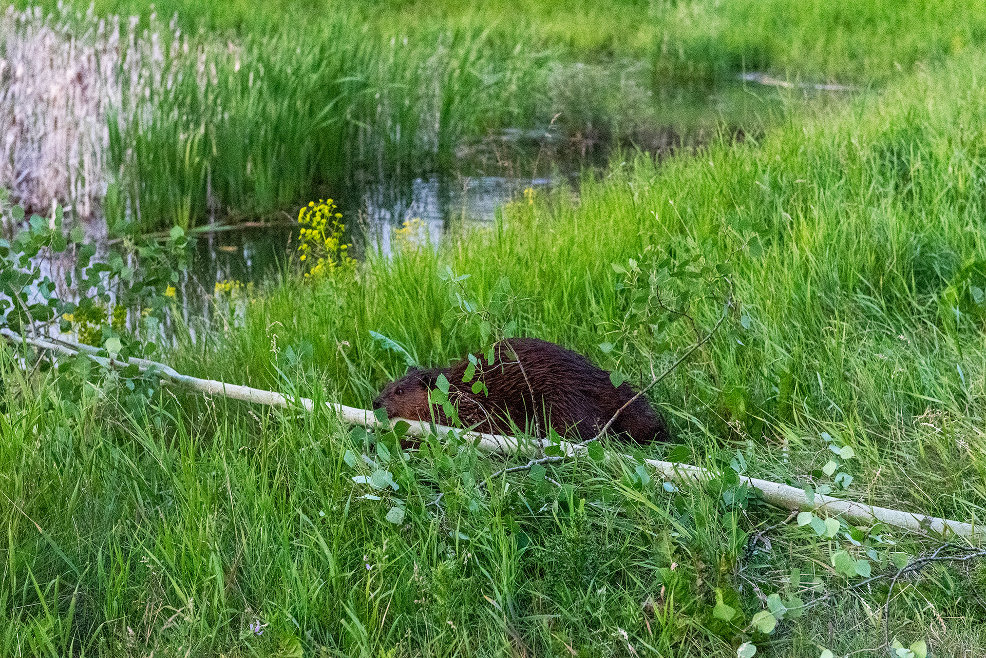 Beaver dragging a freshly downed tree