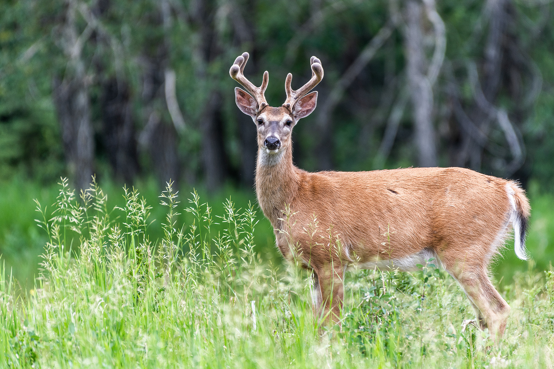 White-tailed Deer, Marshall Springs - Fish Creek Prov. Park, Calgary, AB