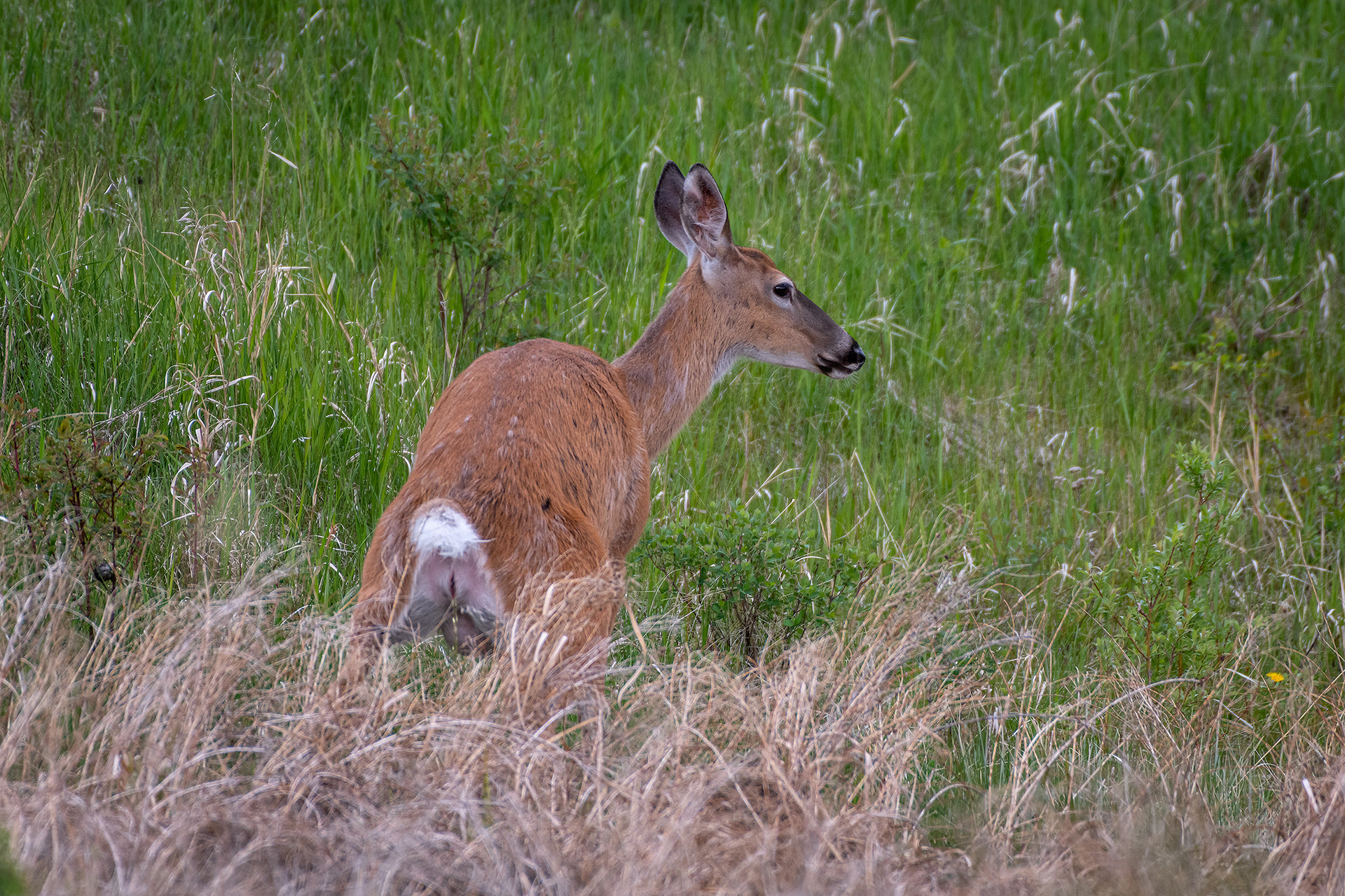White-tailed Deer, Marshall Springs ponds area, Fish Creek Provincial Park, Calgary, AB