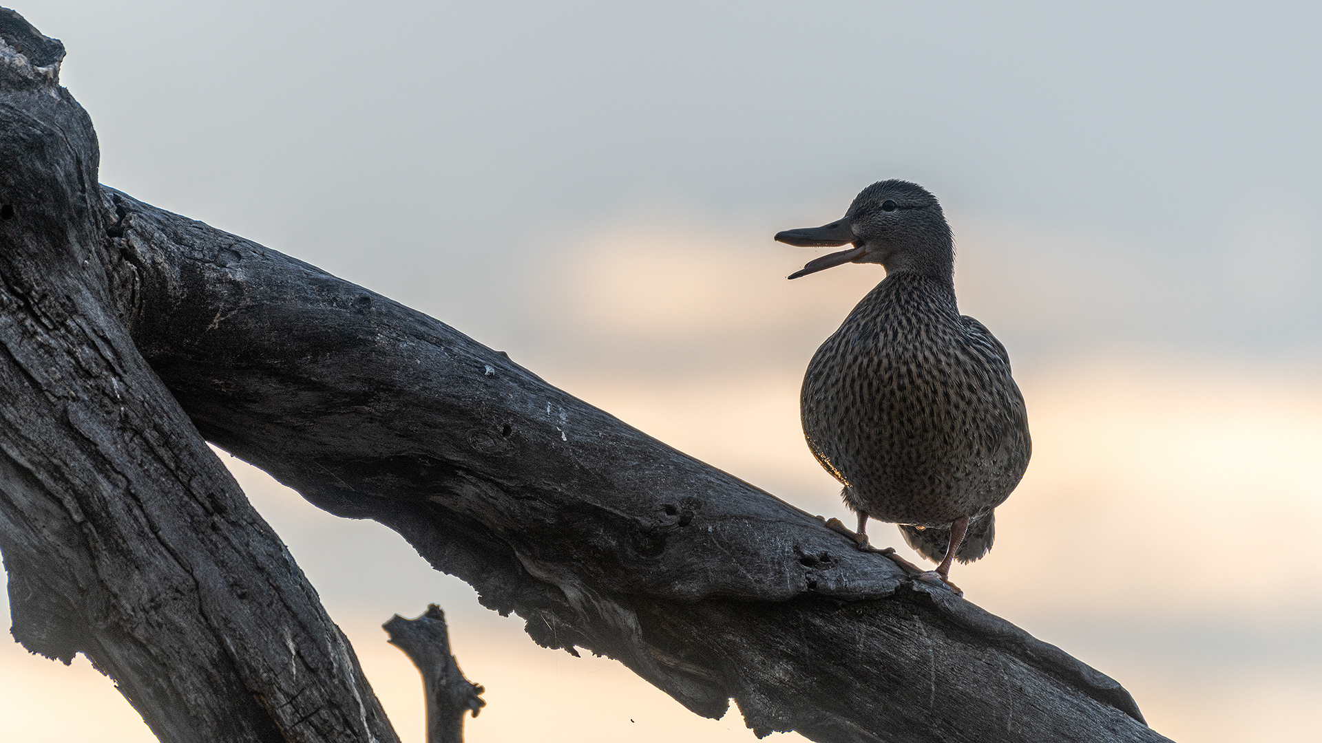 Mallard (female) calling at sun up, Inglewood Bird Sanctuary & Nature Centre, Calgary, Alberta