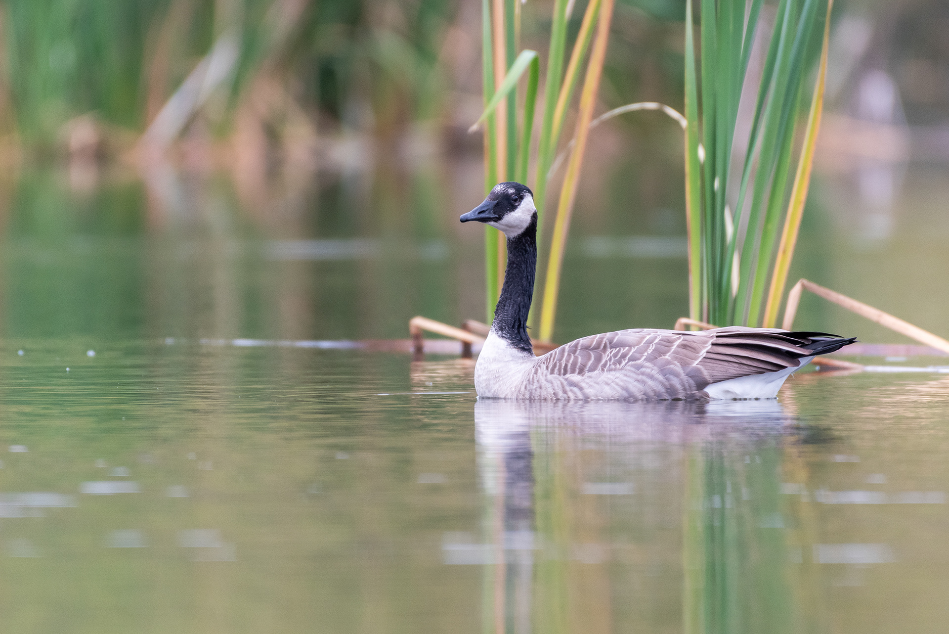 Canada Goose at the Marshall Springs ponds in Fish Creek Provincial Park