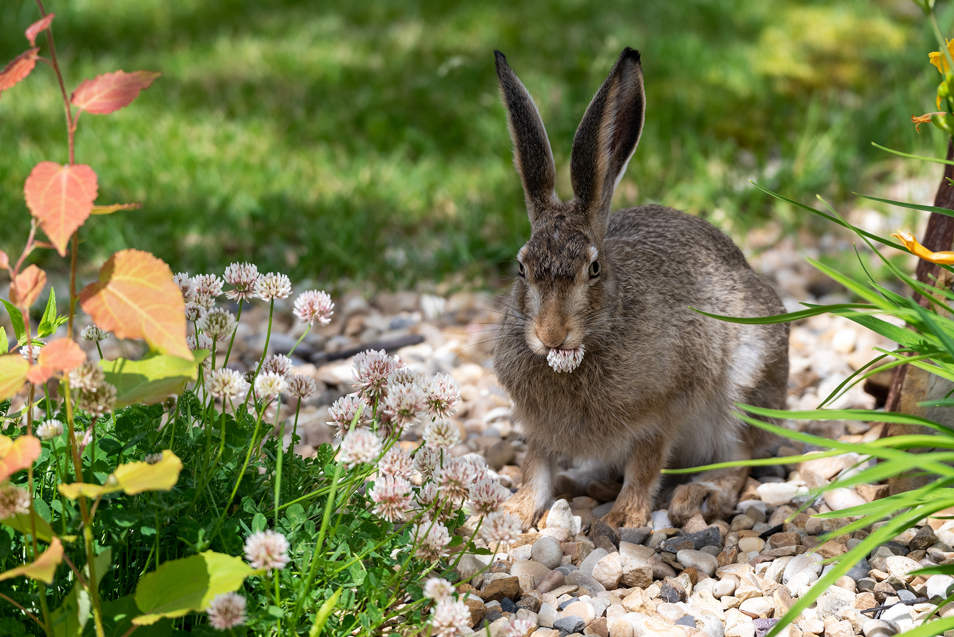 Hare enjoys a snack in the back garden
