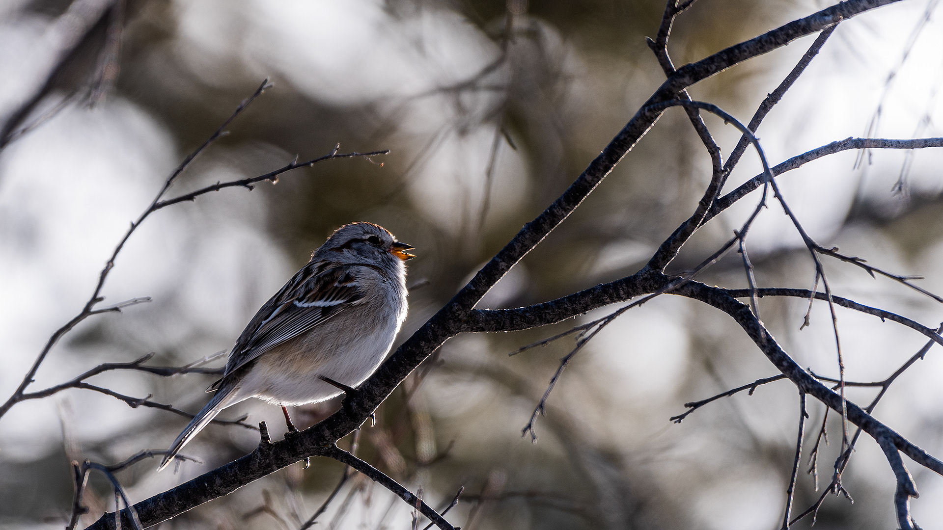 American Tree Sparrow (my best guess), Weaselhead Flats, Calgary, AB - March 23rd