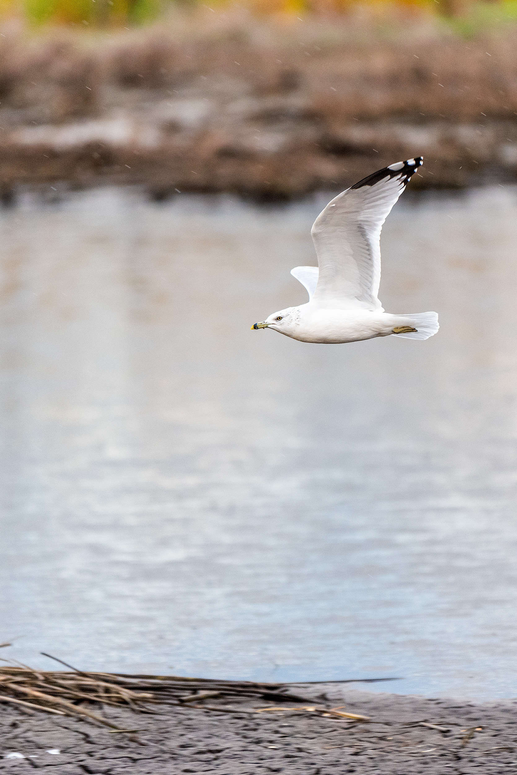 Ring-billed Gull, in flight, in light rain, at the Marshall Springs ponds in Fish Creek Provincial Park
