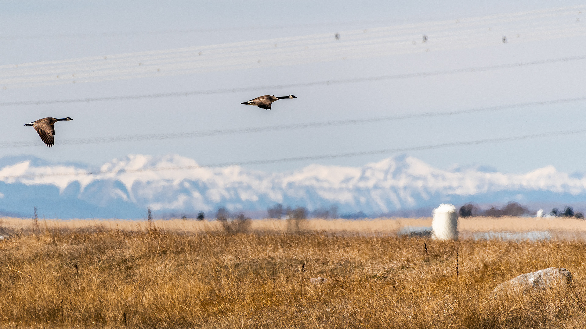 Canada Geese in flight at Frank Lake, AB
