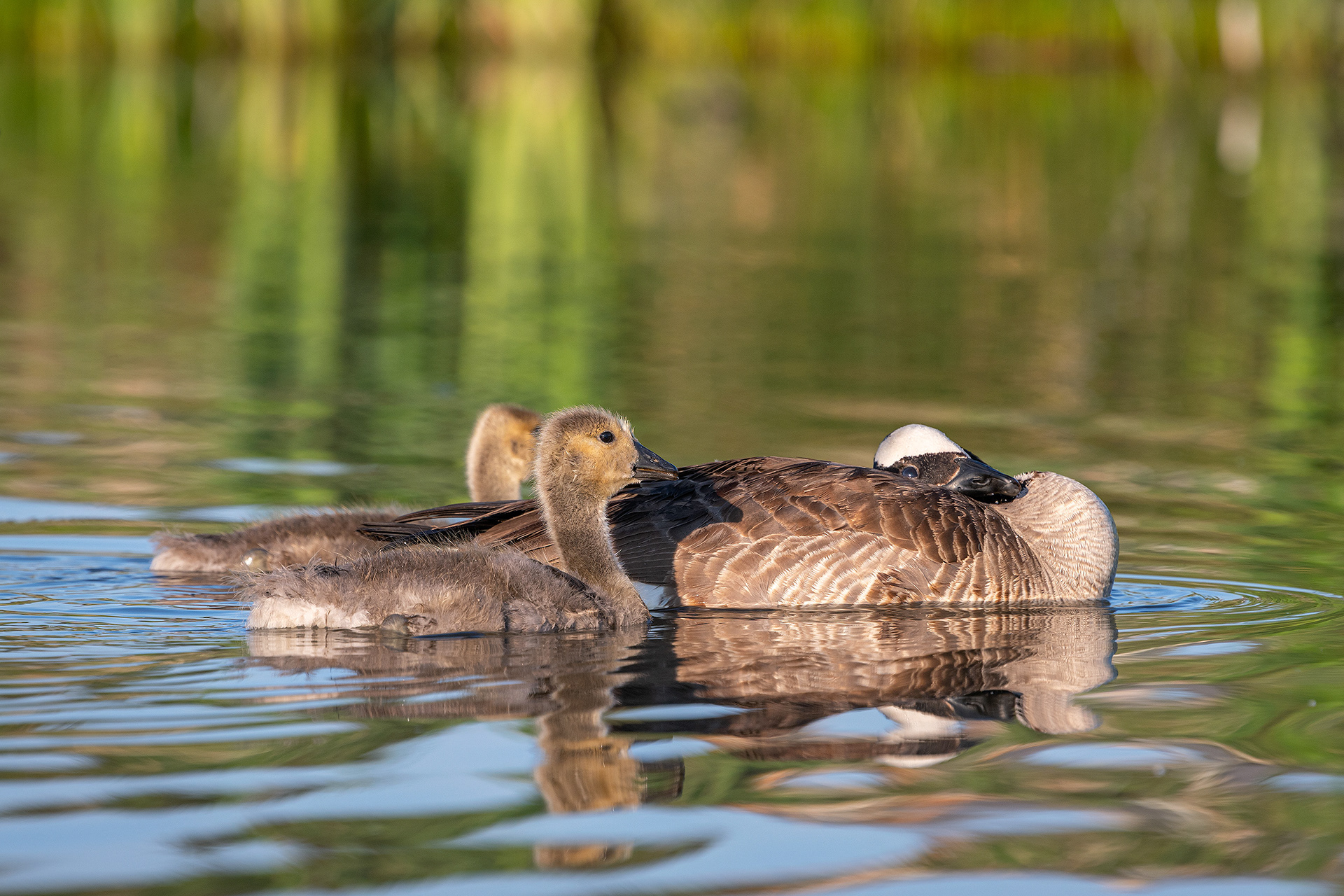 Canada Goose family, Marshall Springs ponds, Fish Creek Provincial Park, Calgary, AB