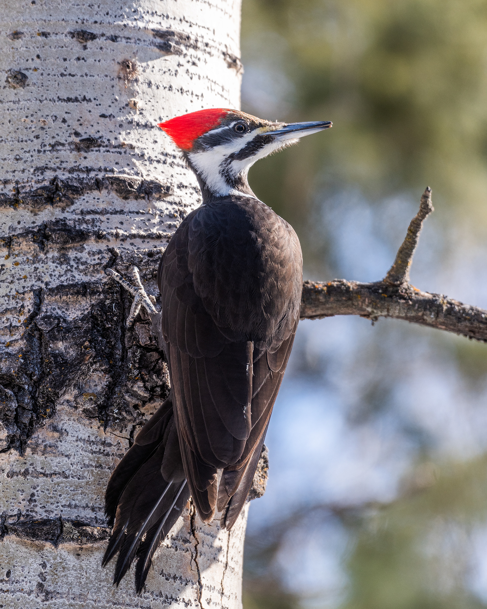 Pileated Woodpecker (female) near Marshall Springs in Fish Creek Provincial Park