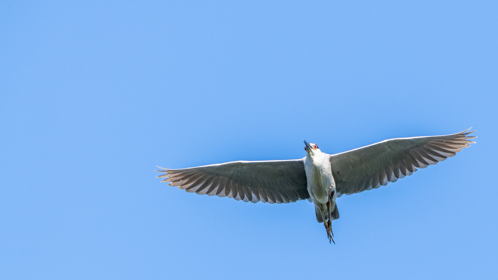 Black-crowned Night-Heron (in flight), Marshall Springs, Fish Creek Prov. Park, Calgary, AB