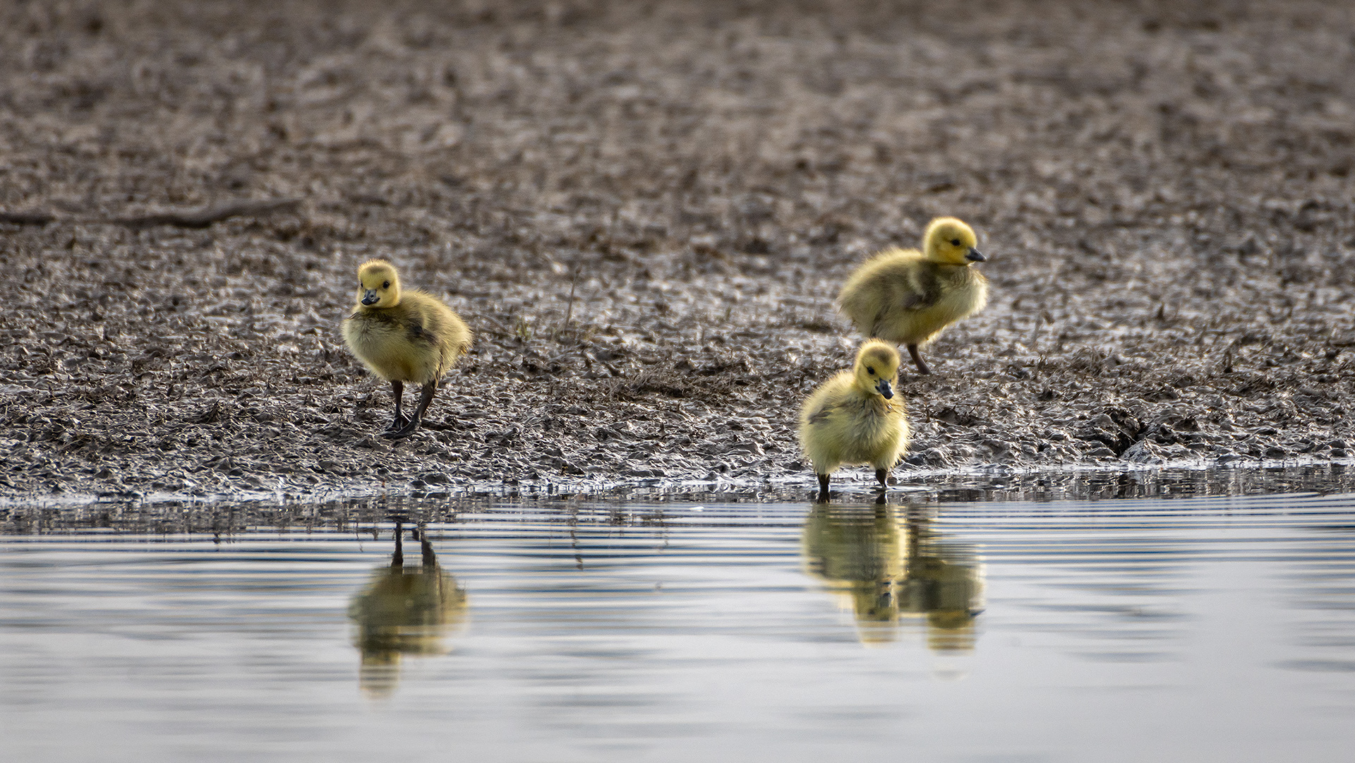 Canada Goose goslings, Glenmore Reservoir, North Glenmore Park, Calgary, AB