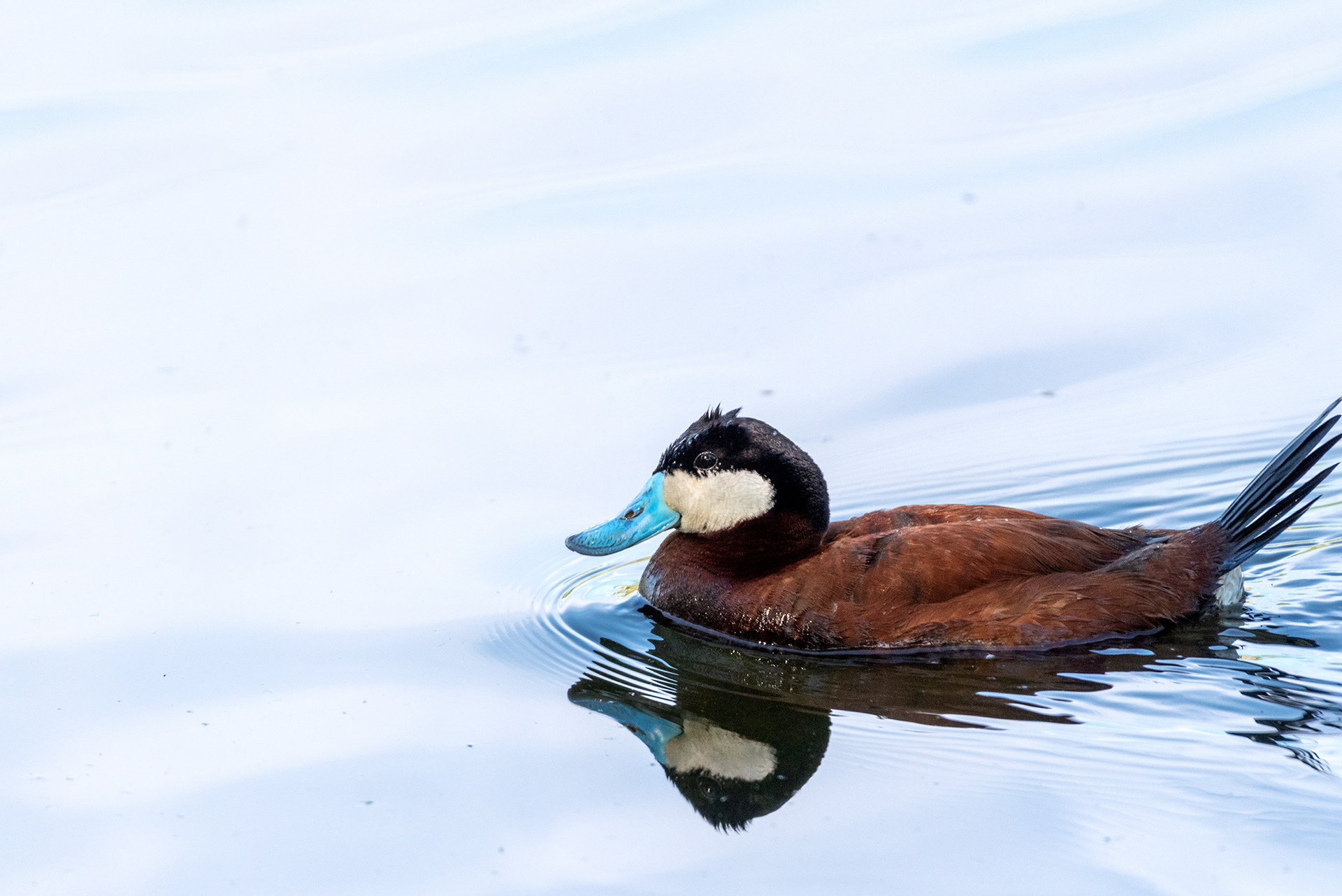 Ruddy Duck, Bridlewood Wetlands Park, Calgary, Alberta