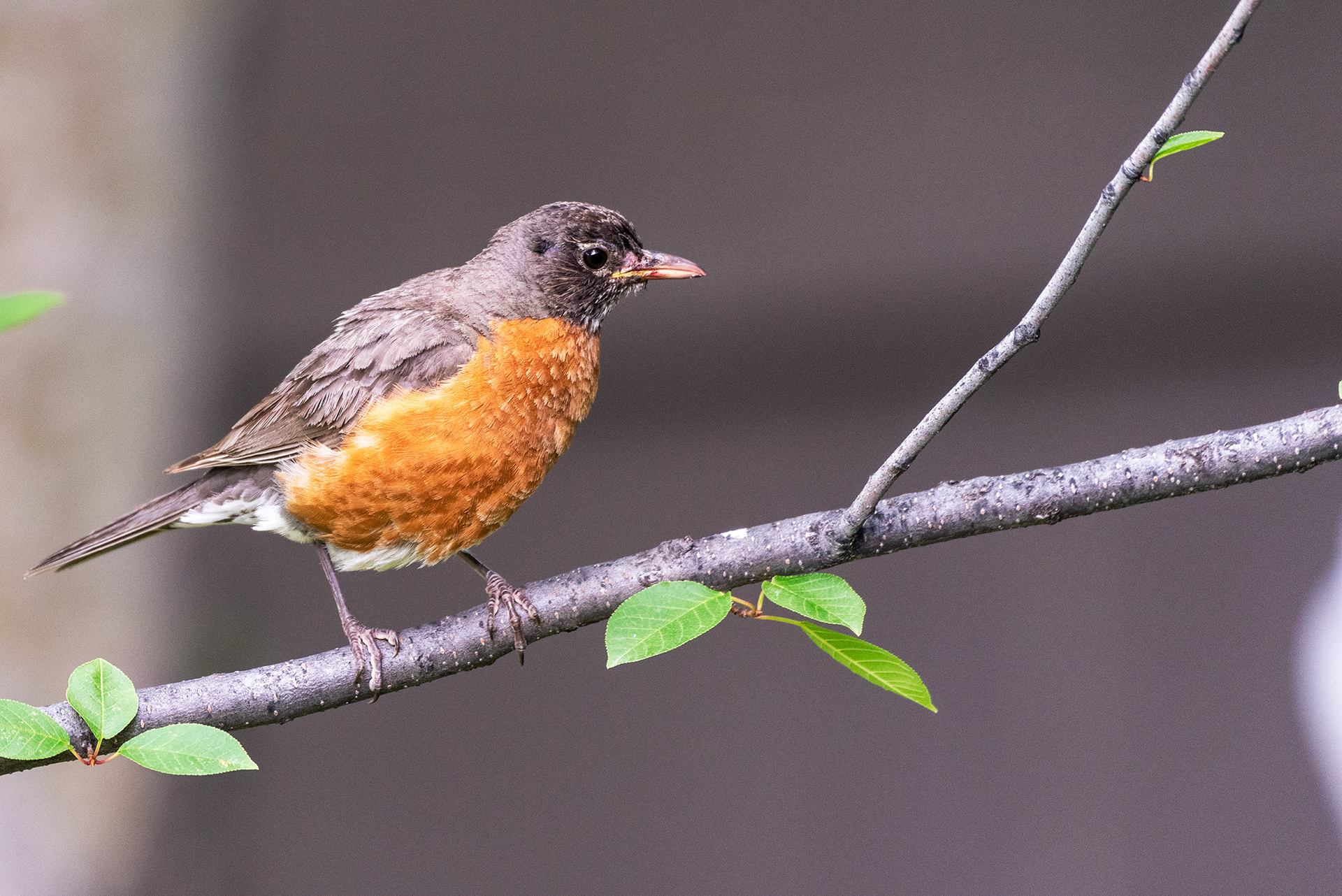 American Robin perched on a tree branch, bill stained from harvesting berries
