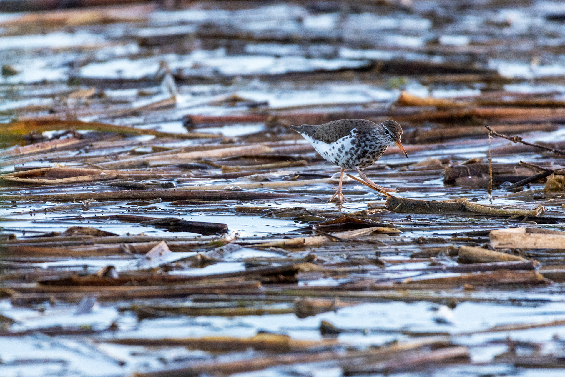 Spotted Sandpiper, Marshall Springs, Fish Creek Provincial Park, Calgary
