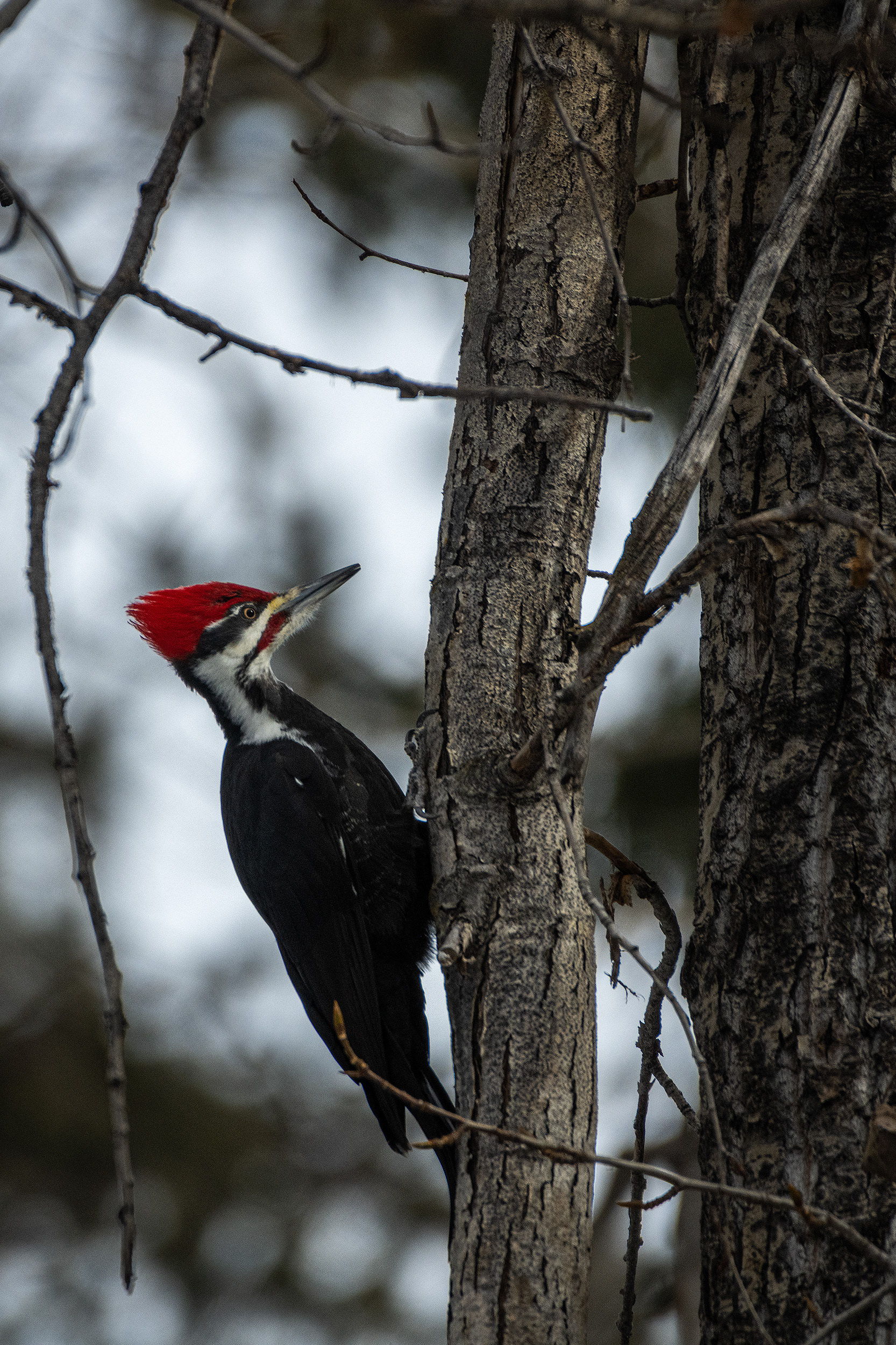 Pileated Woodpecker (male), near Marshall Springs, Fish Creek Provincial Park, Calgary, AB